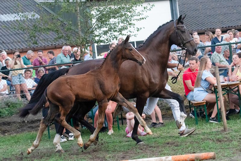 Vakker hingsteføll Royal Dynamic x Just Wimphof