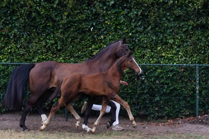 kwpn dressuurpaard hengst 0 Jahre alt bruin zu verkaufen - Foto 3