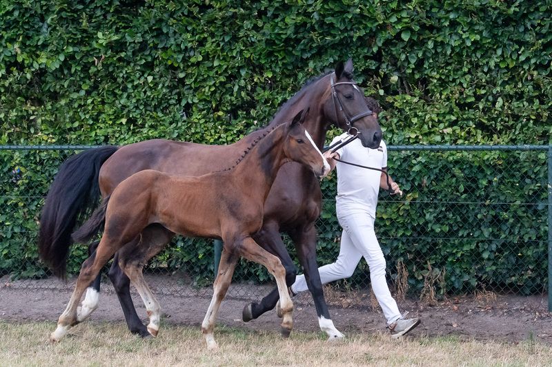 kwpn dressuurpaard hengst 0 Jahre alt bruin zu verkaufen - Foto 2