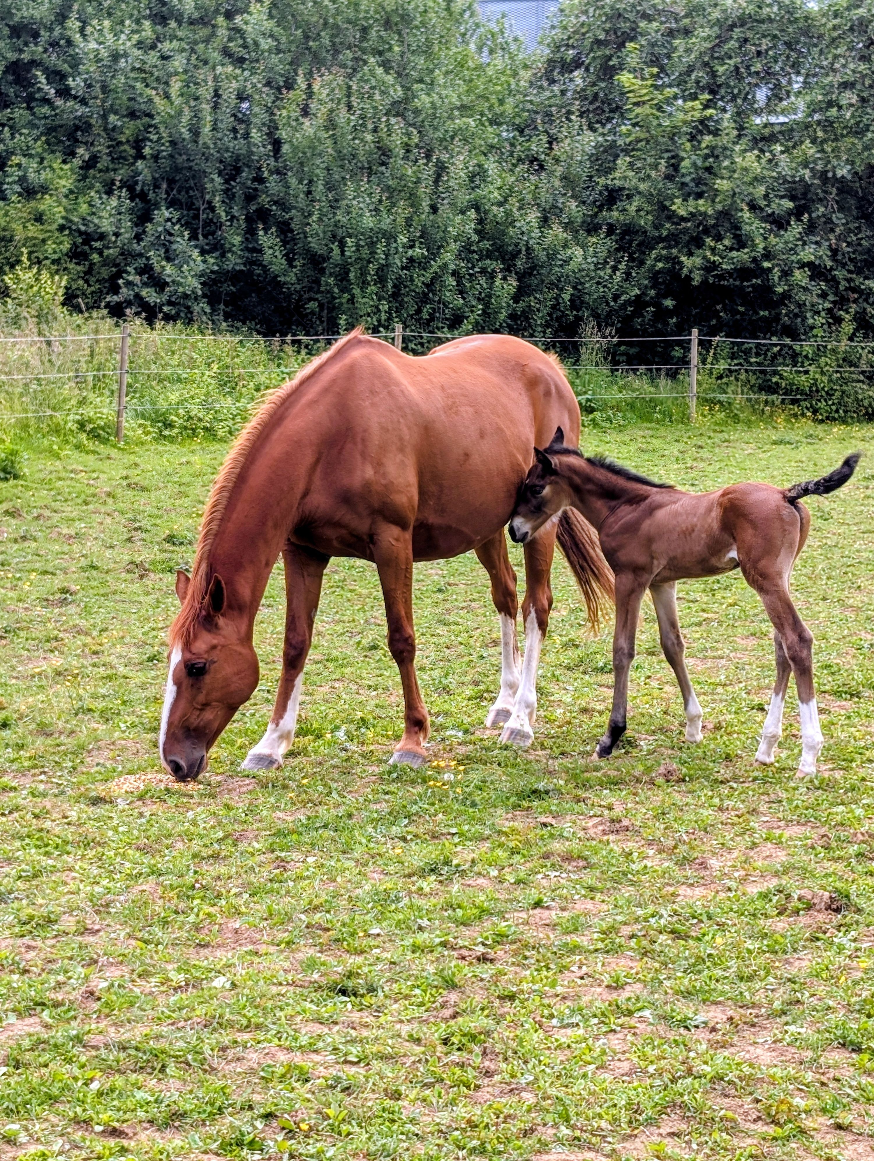 Broodmare for sale (Romantica)