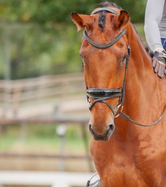 Super schicker und liebenswerter 7-jähriger Wallach von Vitalis