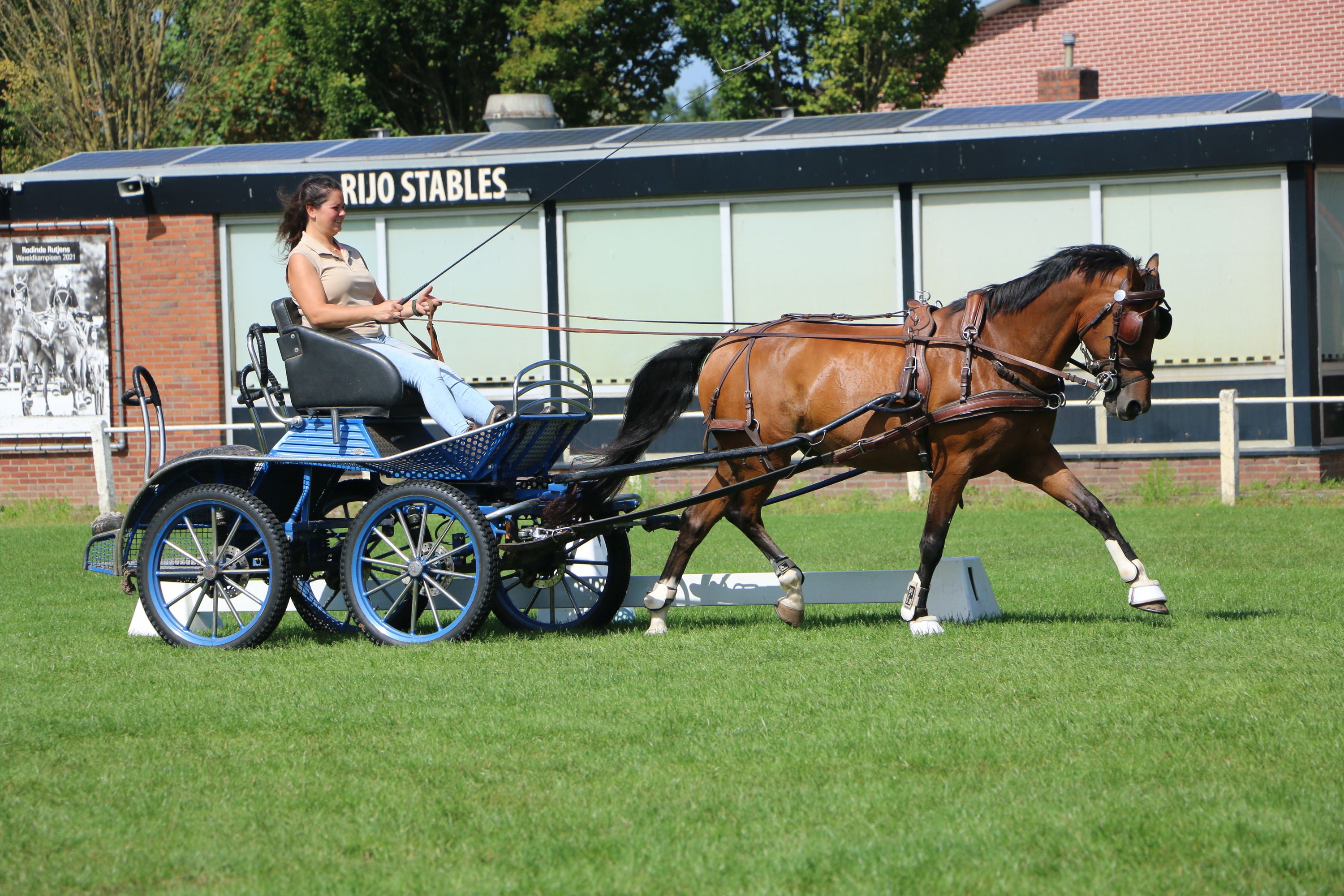 Super cool dressage & driving pony | Z dressage | Single & pair