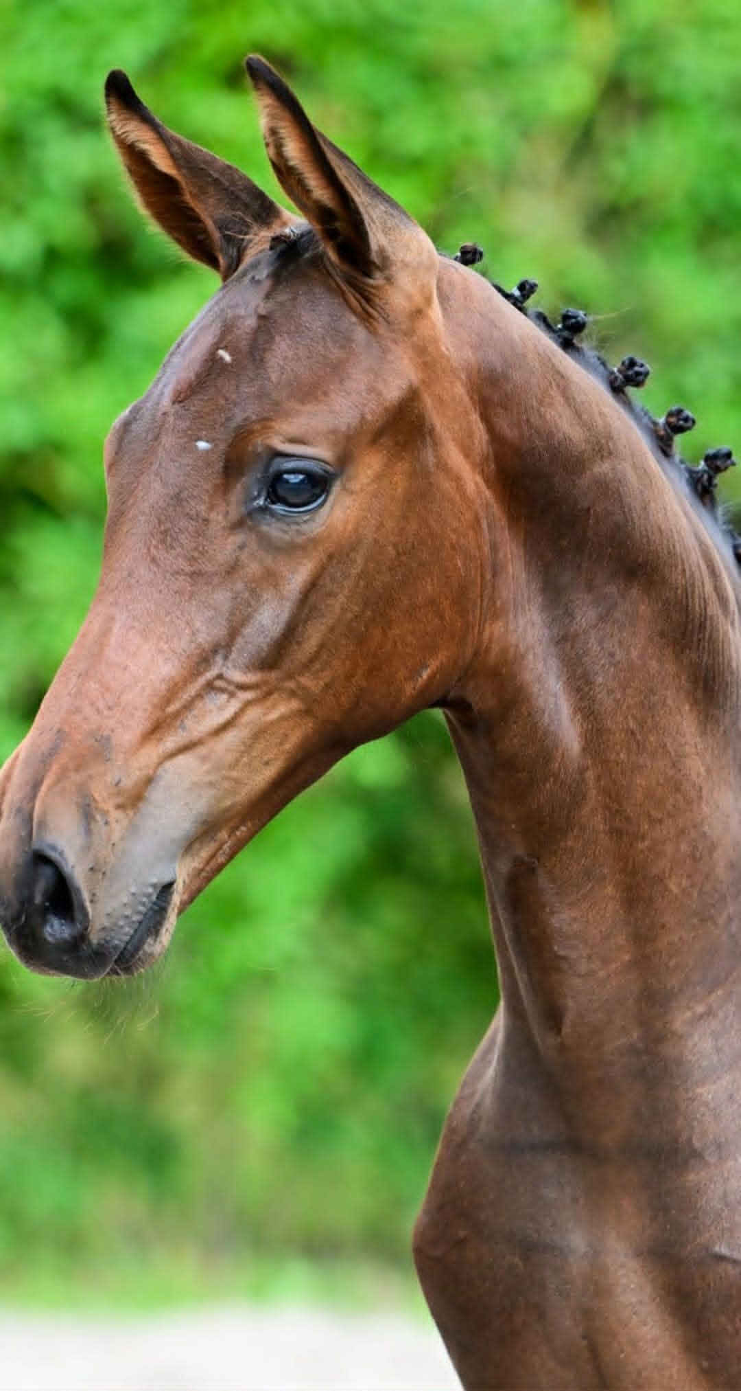 zangersheide paard hengst 0 سنوات donkerbruin للبيع - صورة 2