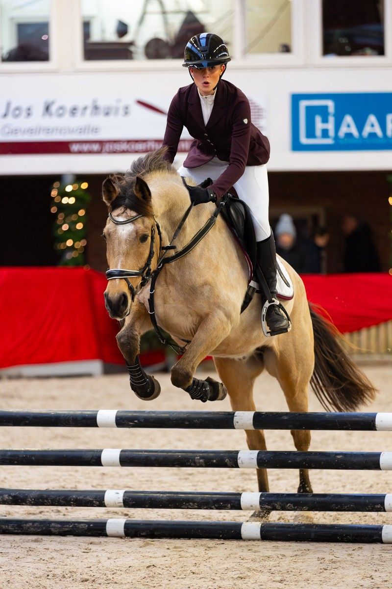 Jolly Joker | Welsh Cob E-pony 1.56 m | 80 cm wedstrijd | 90+ cm potentie