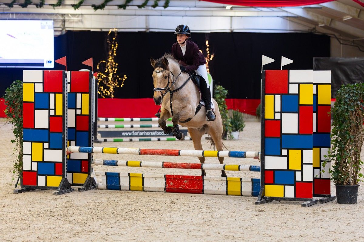 welsh springpony ruin 7 anos andere-kleur à venda - Foto 2