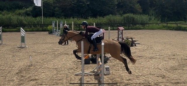 welsh springpony ruin 7 anos andere-kleur à venda - Foto 3