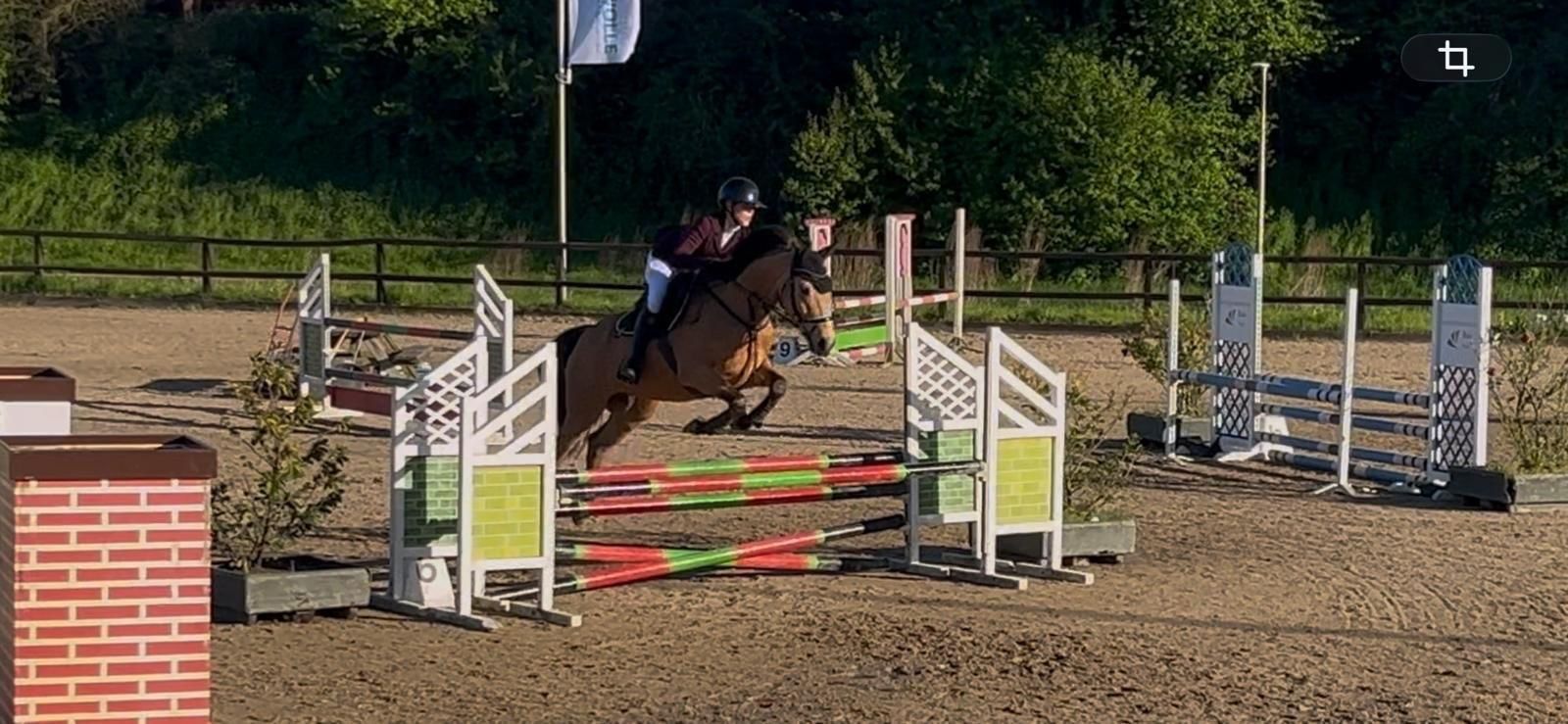 welsh springpony ruin 7 anos andere-kleur à venda - Foto 5