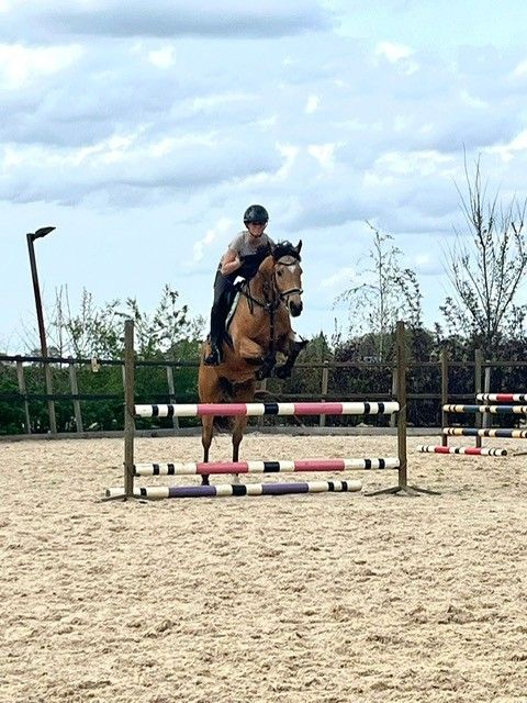 welsh springpony ruin 7 anos andere-kleur à venda - Foto 6