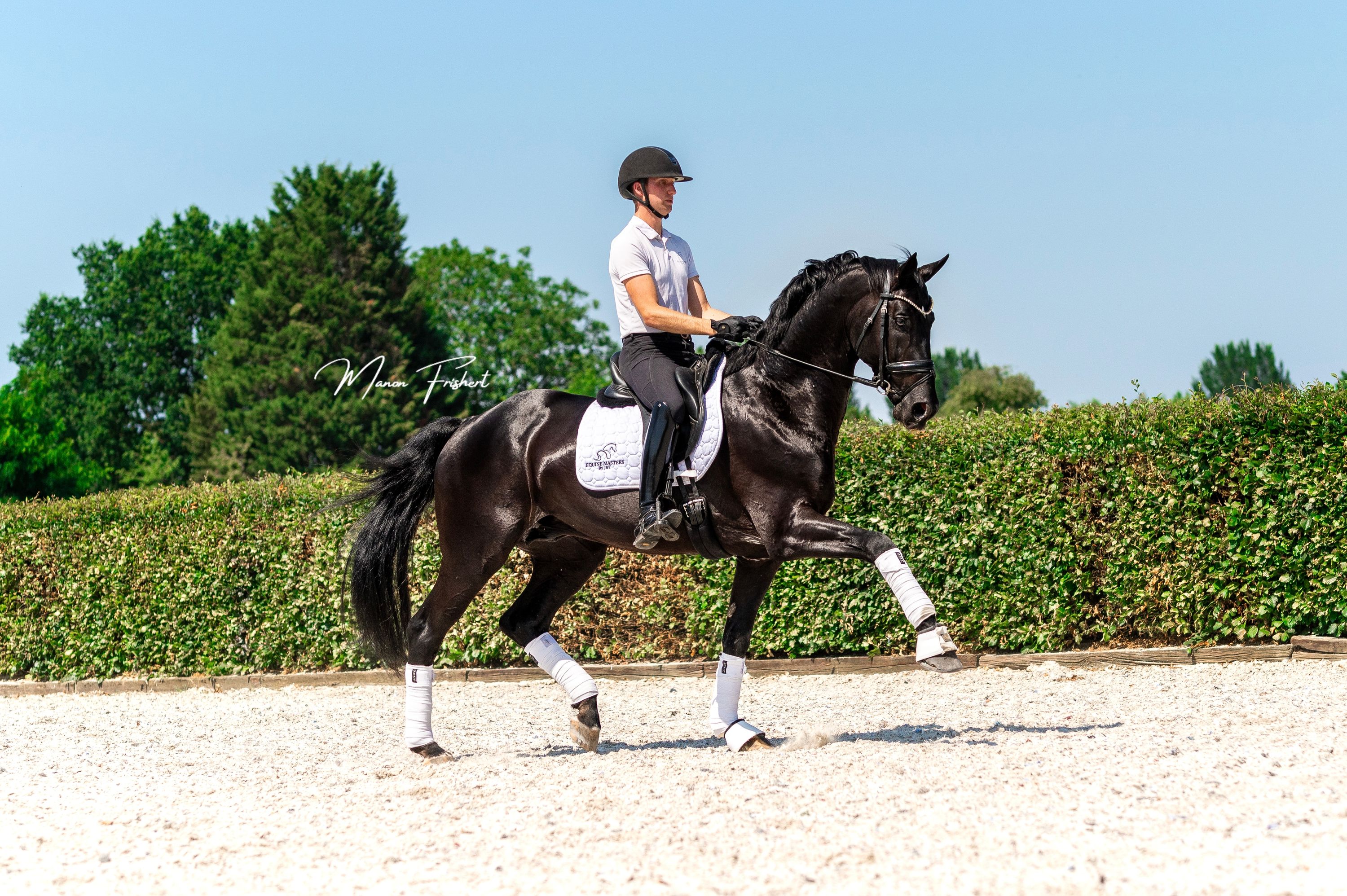 dressuurpaard hengst 12 岁 zwart 出售 - 照片 3
