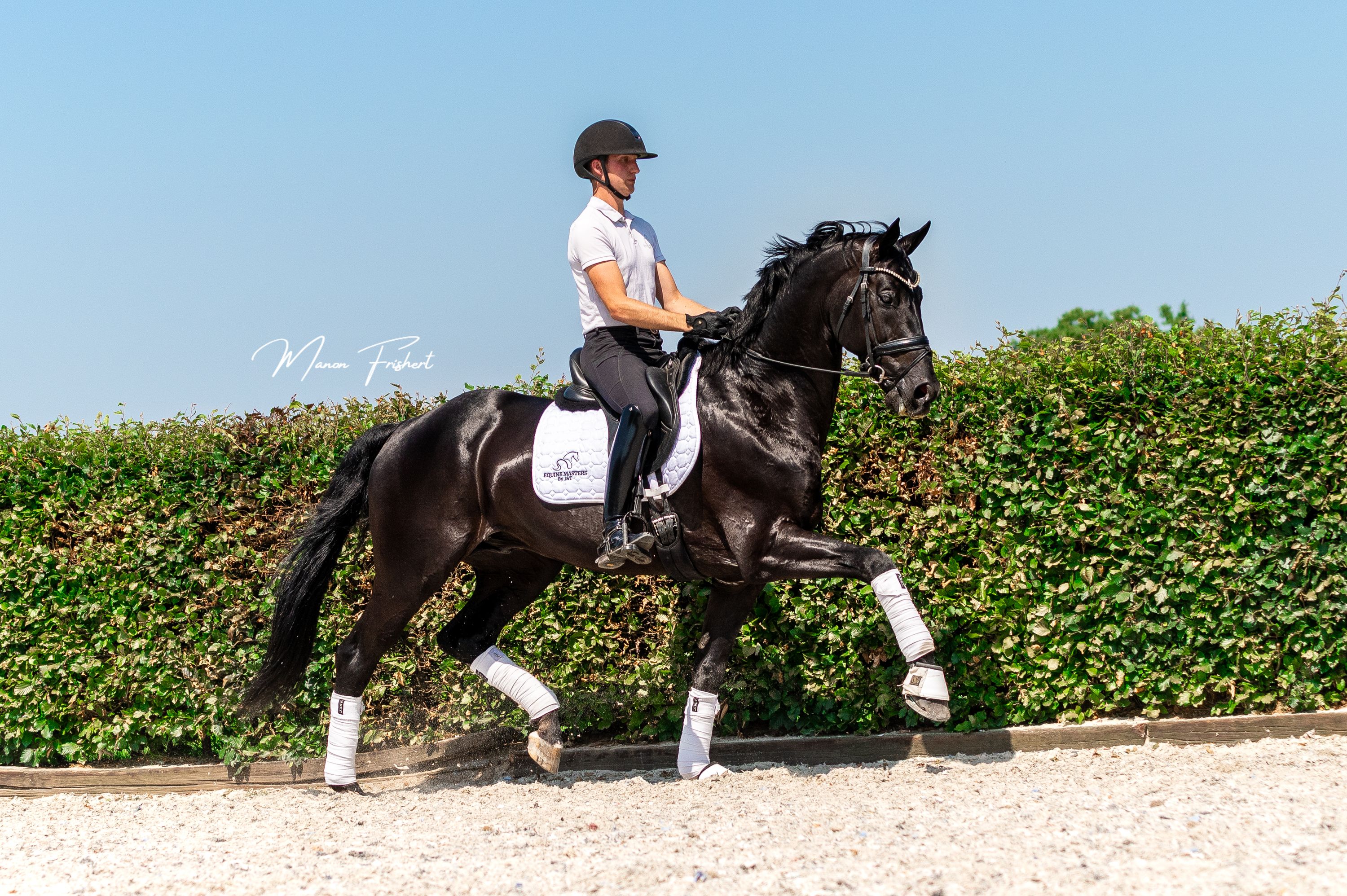 dressuurpaard hengst 12 岁 zwart 出售 - 照片 4