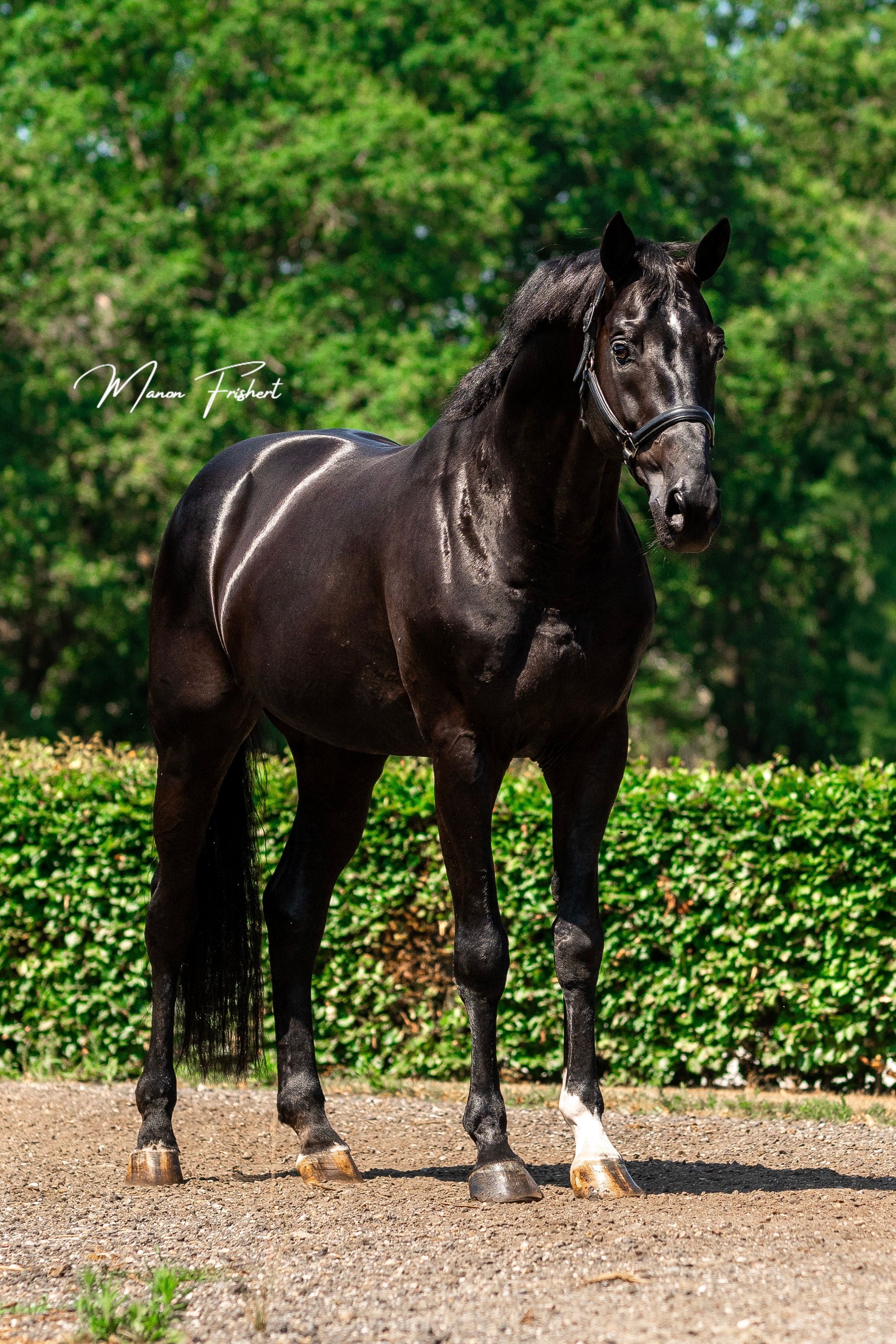 dressuurpaard hengst 12 岁 zwart 出售 - 照片 5