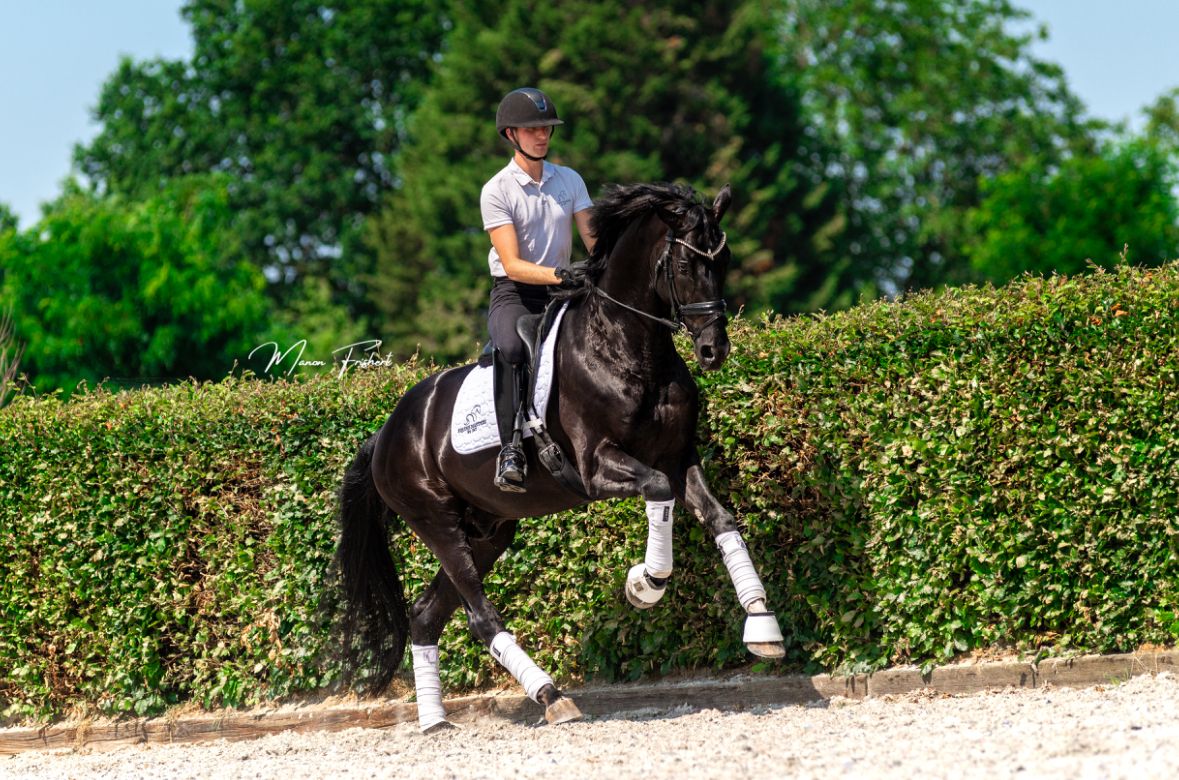 dressuurpaard hengst 12 岁 zwart 出售 - 照片 2