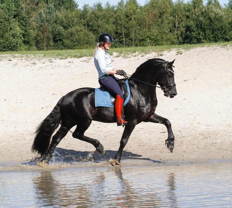 fries hengst 10 jaar zwart te koop - Foto 6