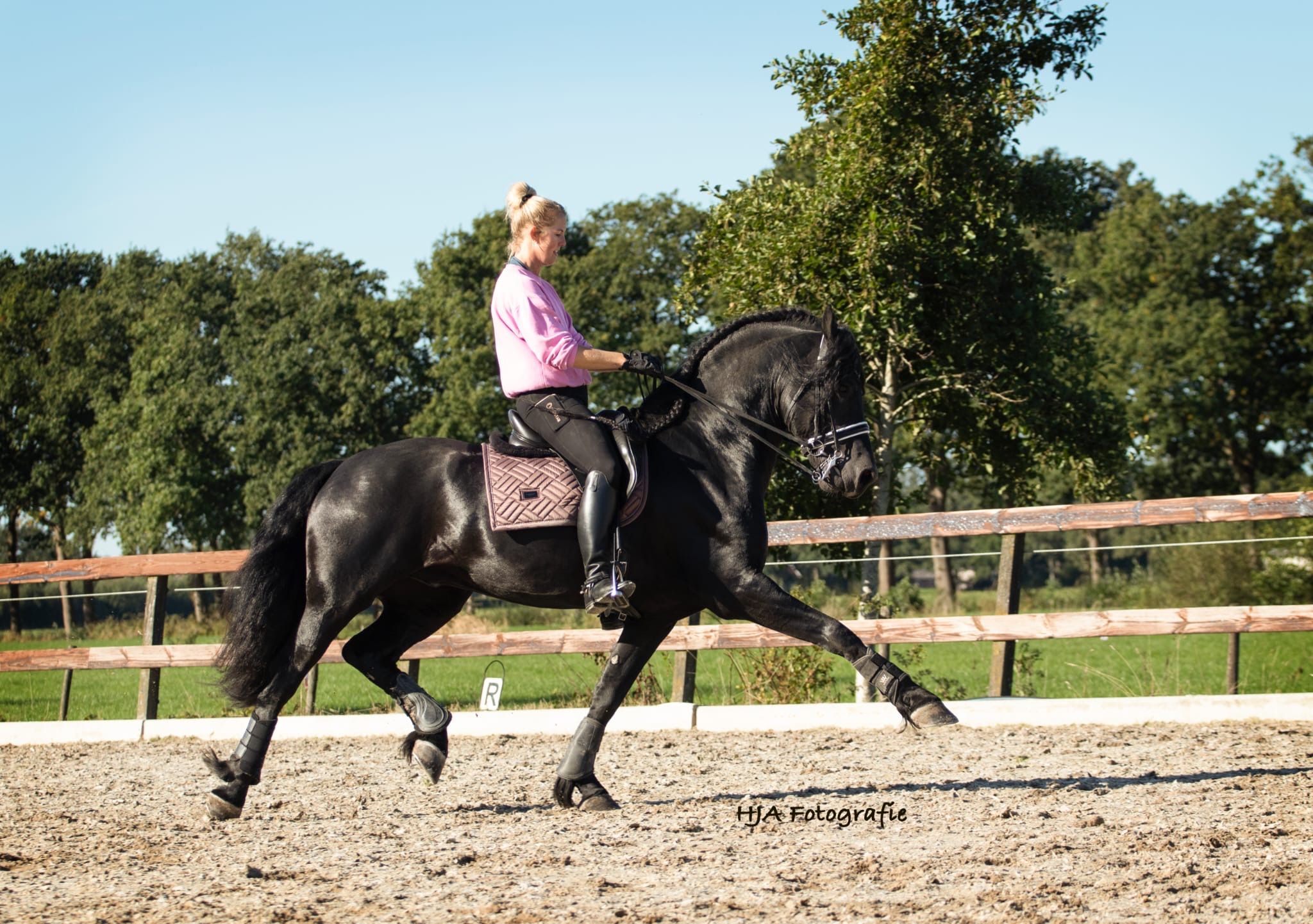 fries hengst 10 jaar zwart te koop - Foto 5