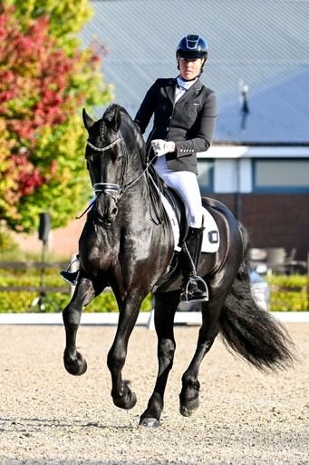 Talentvolle Friese hengst, absolute eyecatcher!