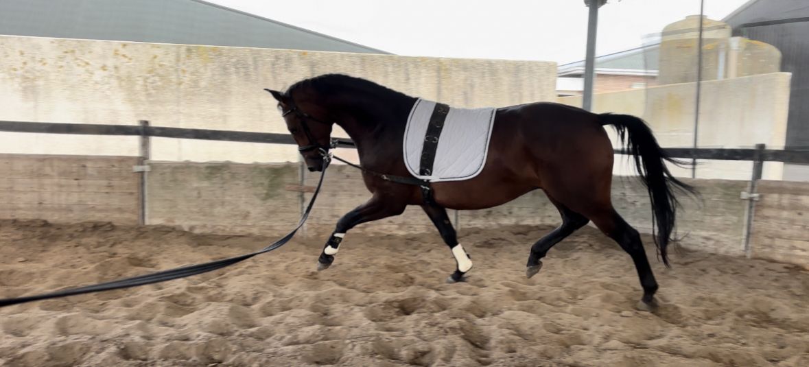 KWPN dressuurpaard Ruin 4 años Donkerbruin en venta - Foto 4