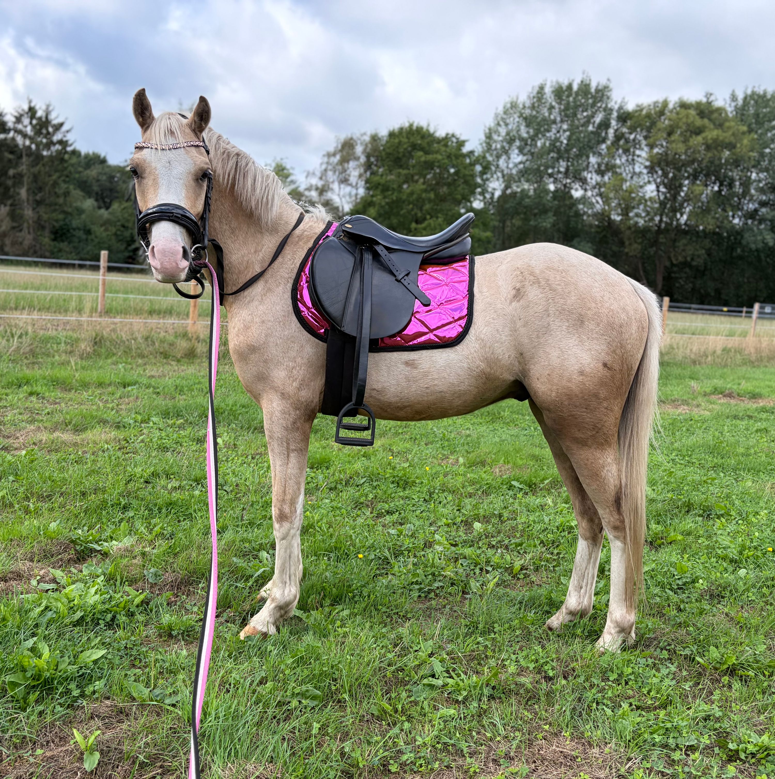 welsh pony ruin 3 anos palomino à venda - Foto 4