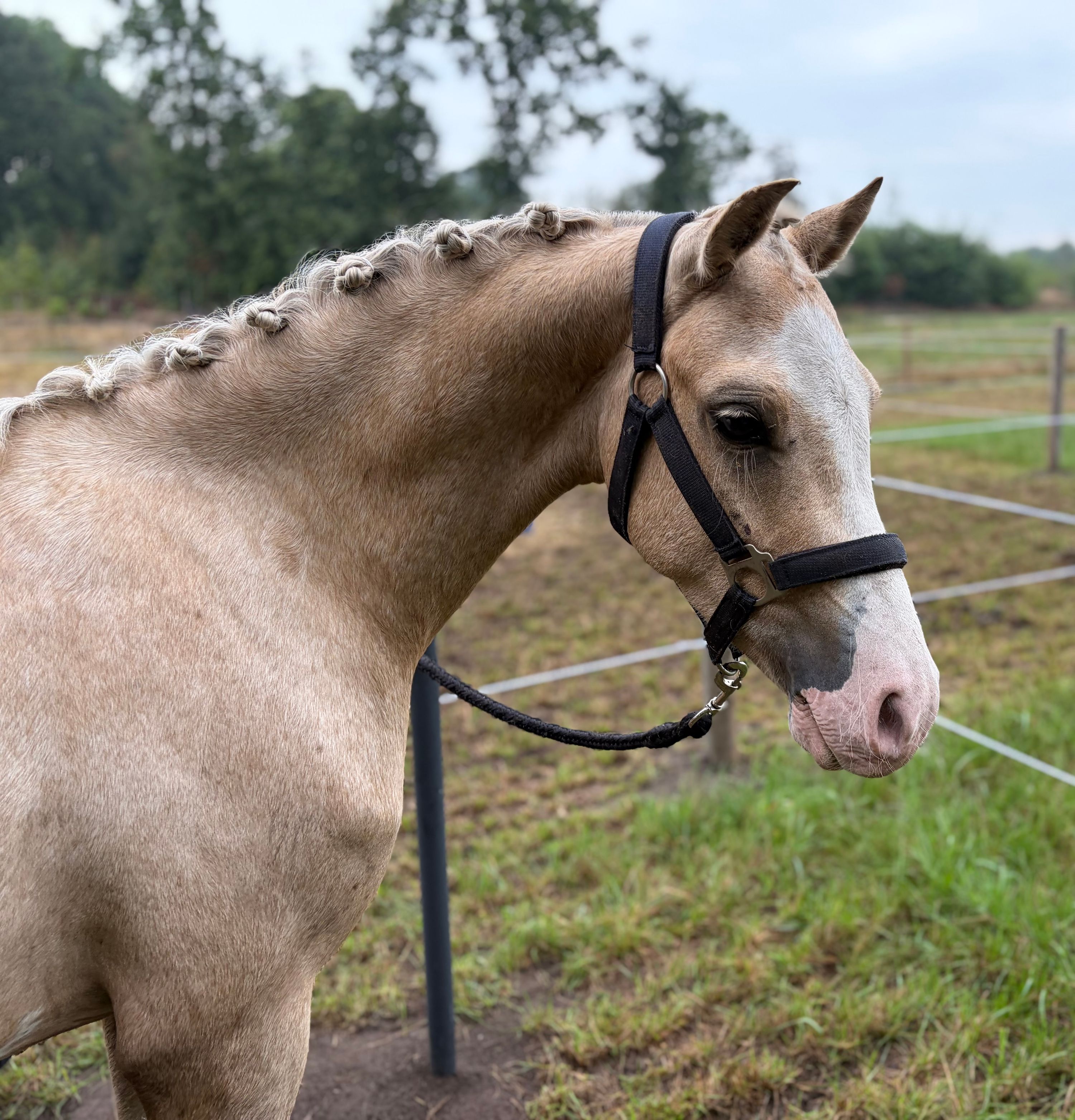 welsh pony ruin 3 anos palomino à venda - Foto 2