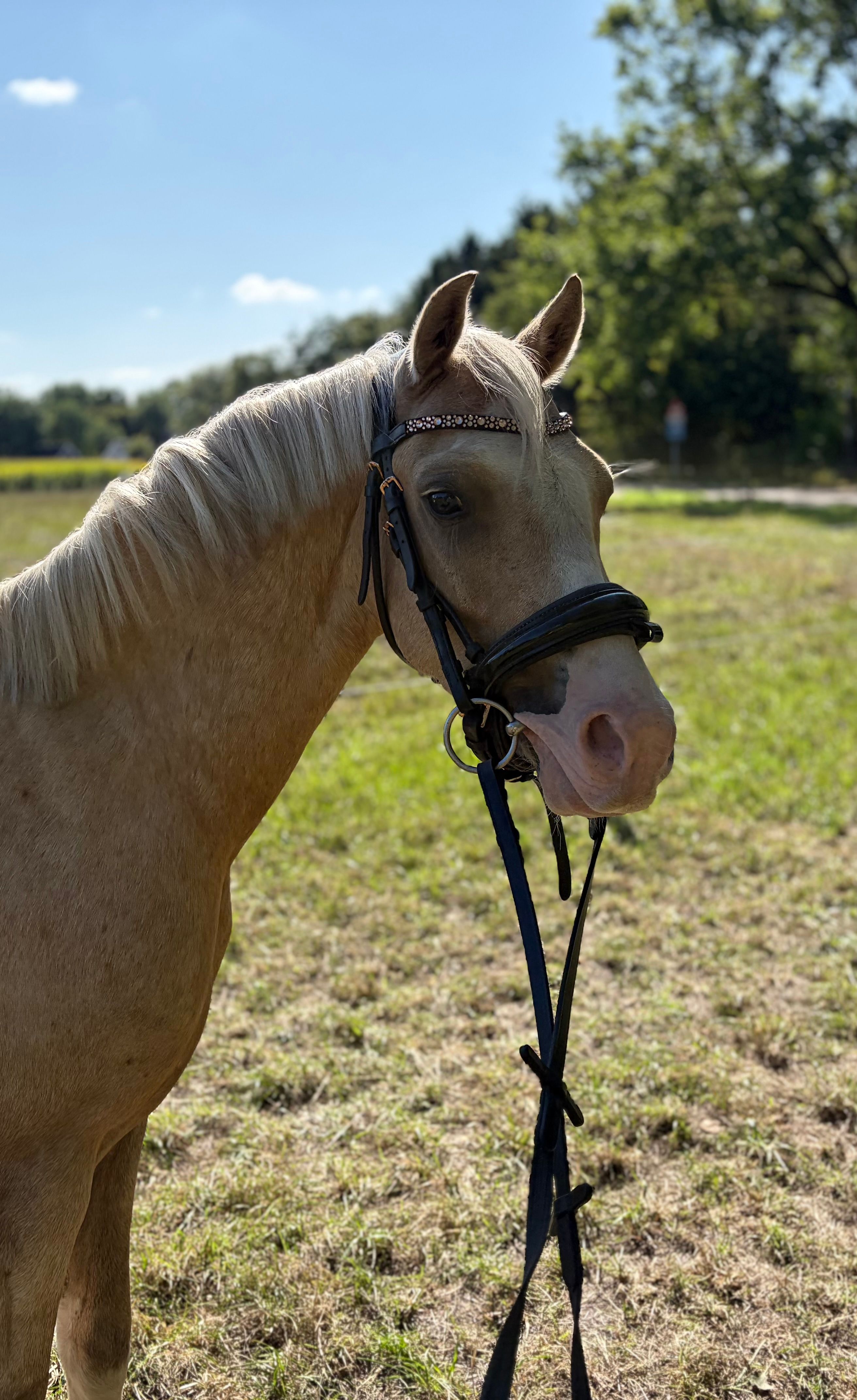 welsh pony ruin 3 anos palomino à venda - Foto 3