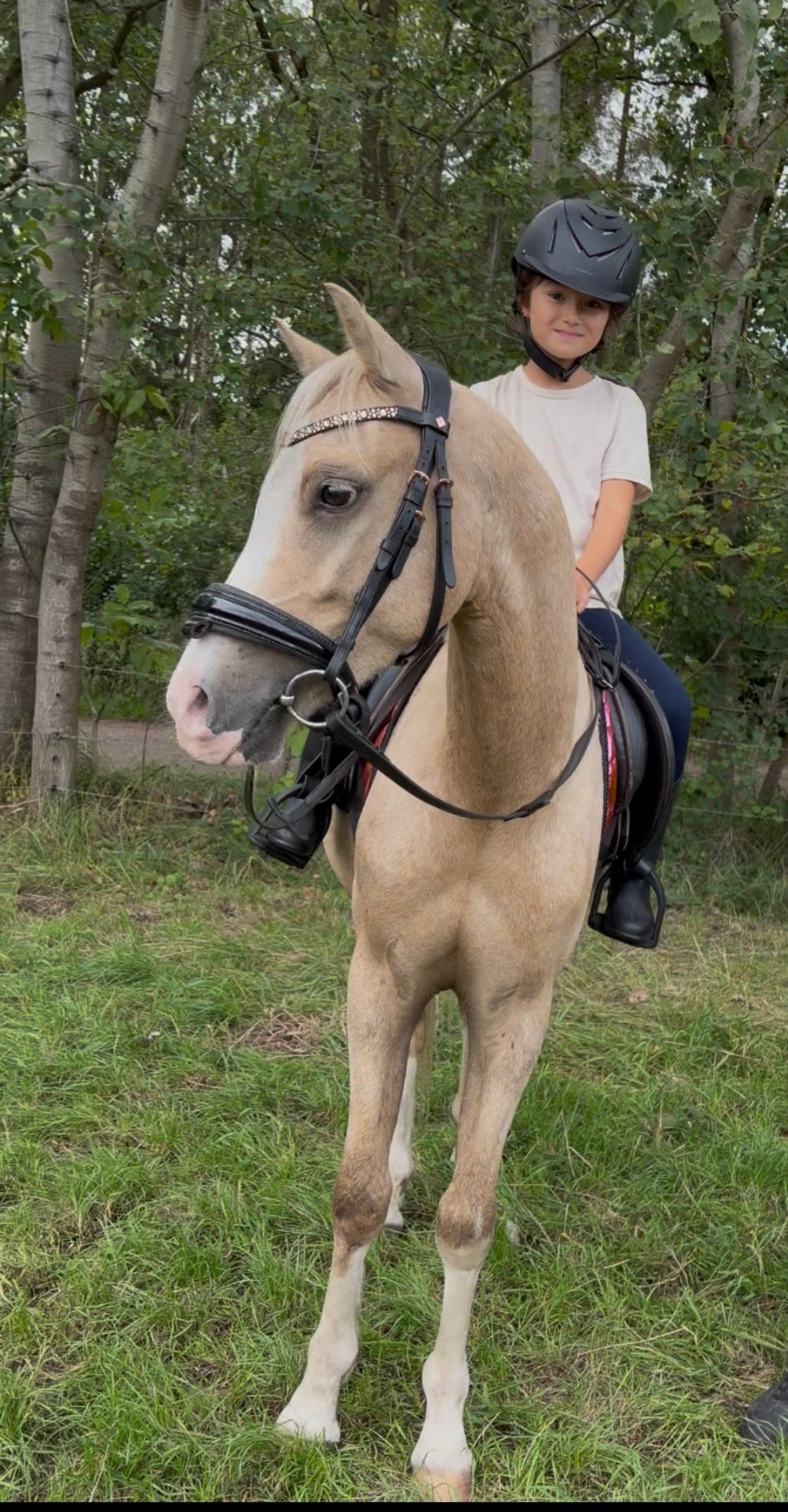 welsh pony ruin 3 anos palomino à venda - Foto 5