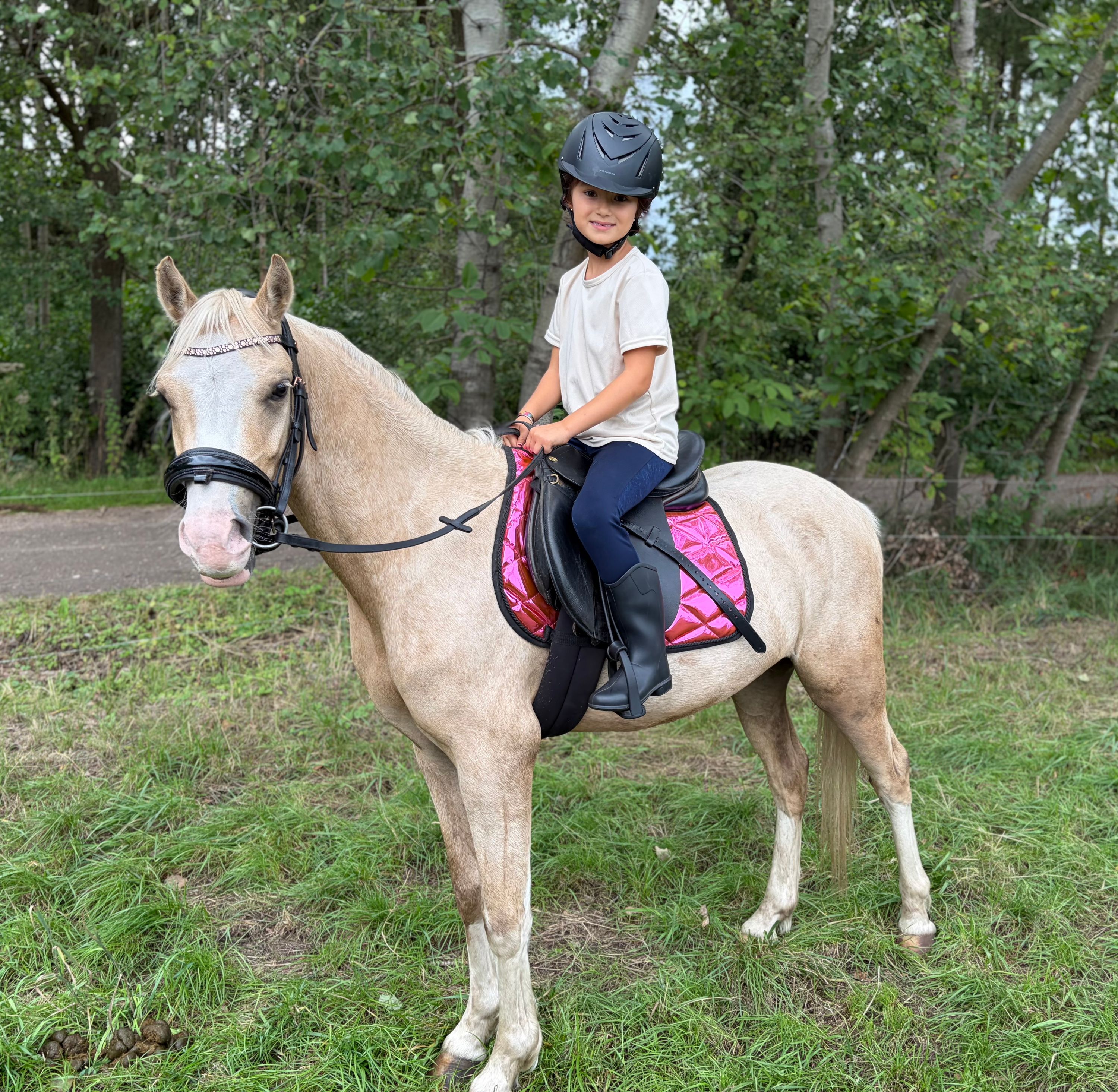 welsh pony ruin 3 anos palomino à venda - Foto 6