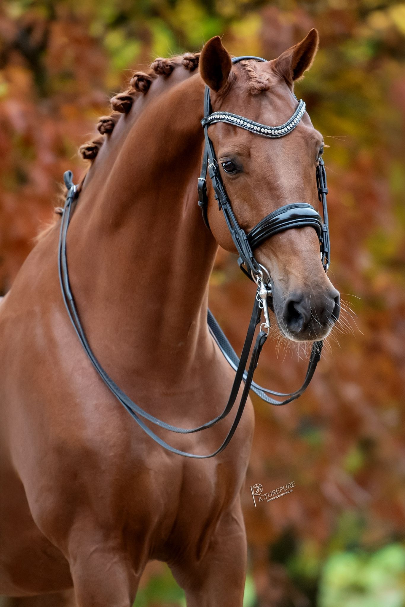 Cheval de Grand Prix parfaitement dressé hongre 13 ans