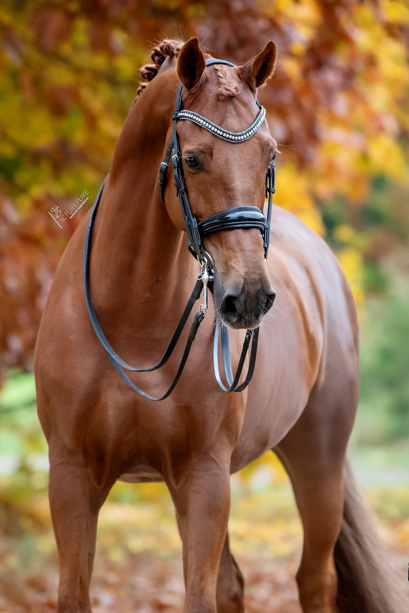 kwpn dressuurpaard ruin 13 år vos til salg - Foto 2