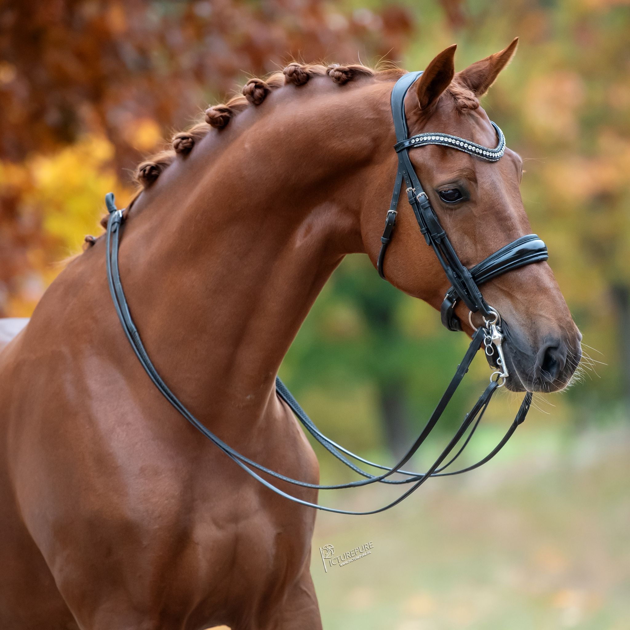 kwpn dressuurpaard ruin 13 år vos til salg - Foto 4