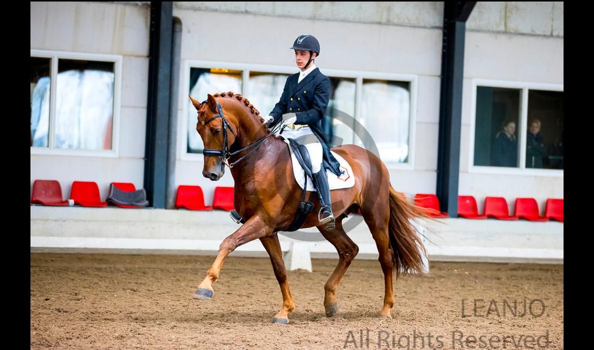 kwpn dressuurpaard ruin 13 år vos til salg - Foto 5
