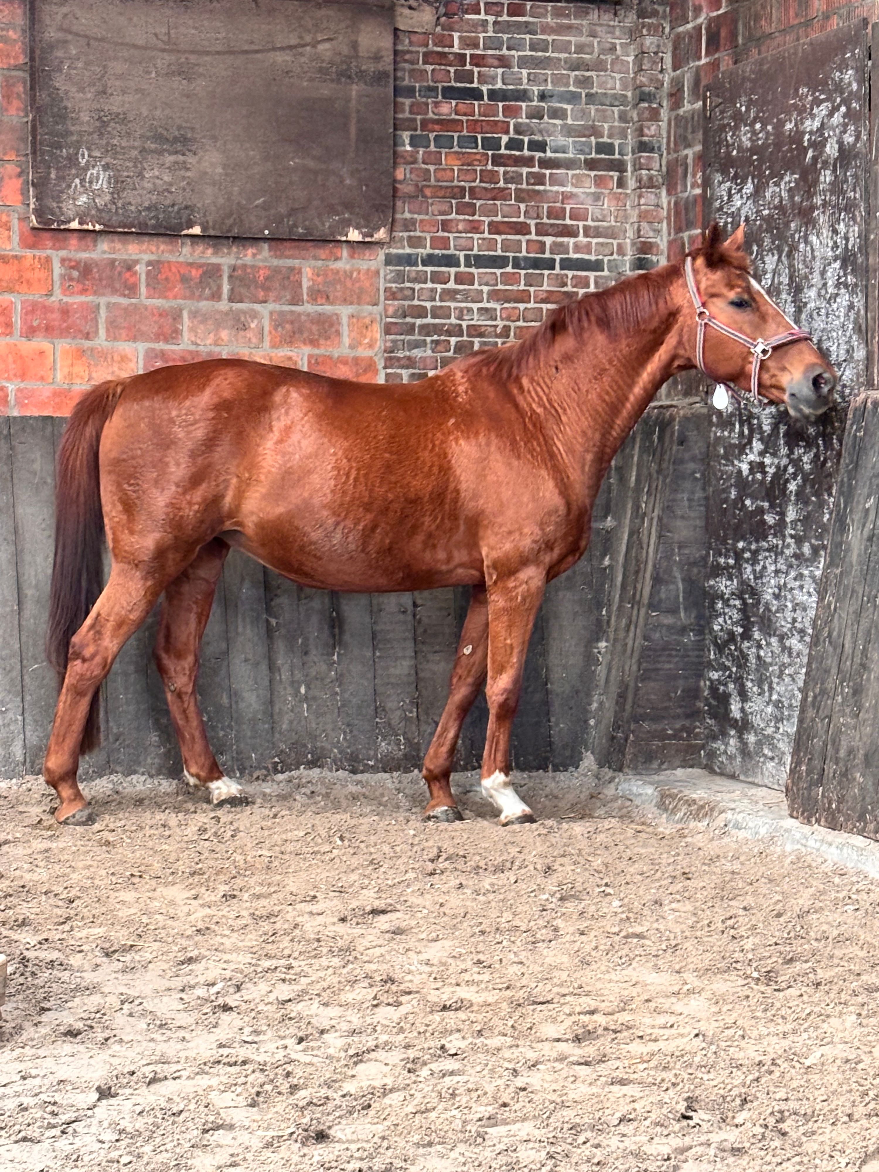 Recreatie/fokmerrie te koop