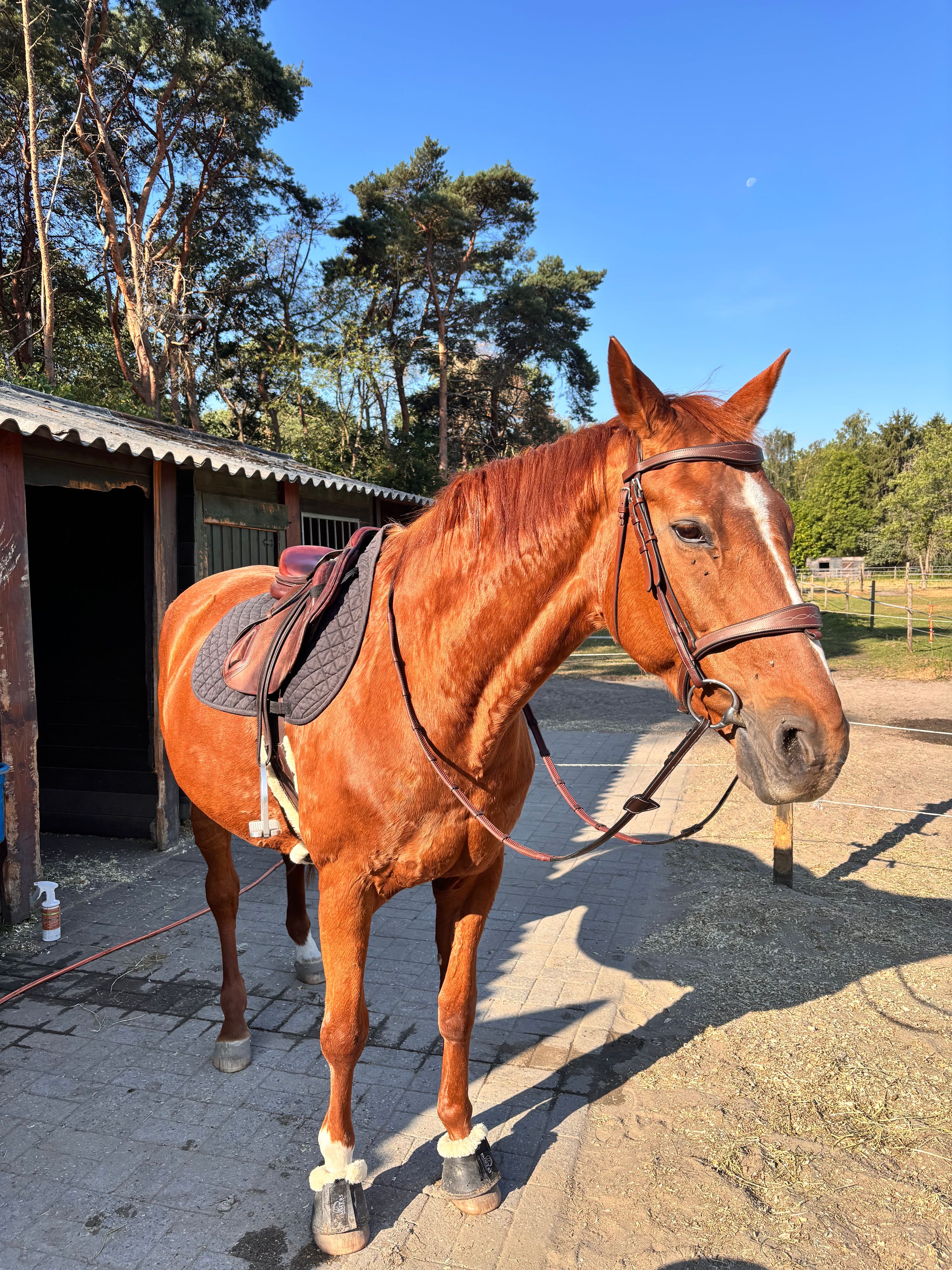 recreatie-paard merrie 21 anos vos à venda - Foto 3