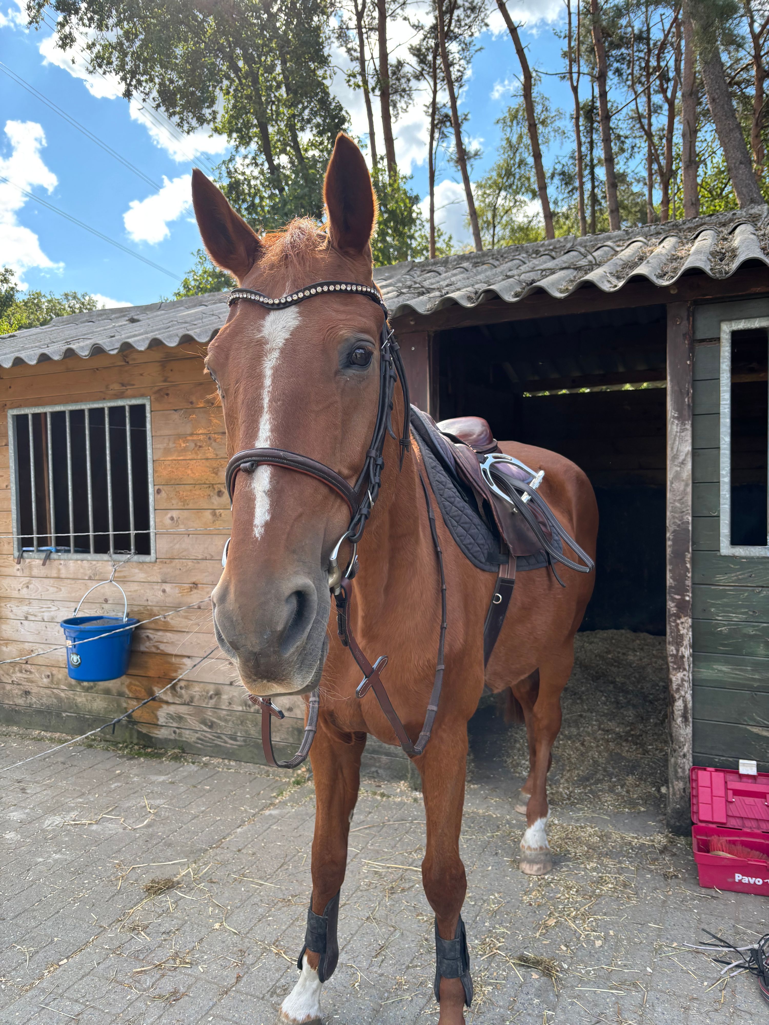 recreatie-paard merrie 21 anos vos à venda - Foto 5