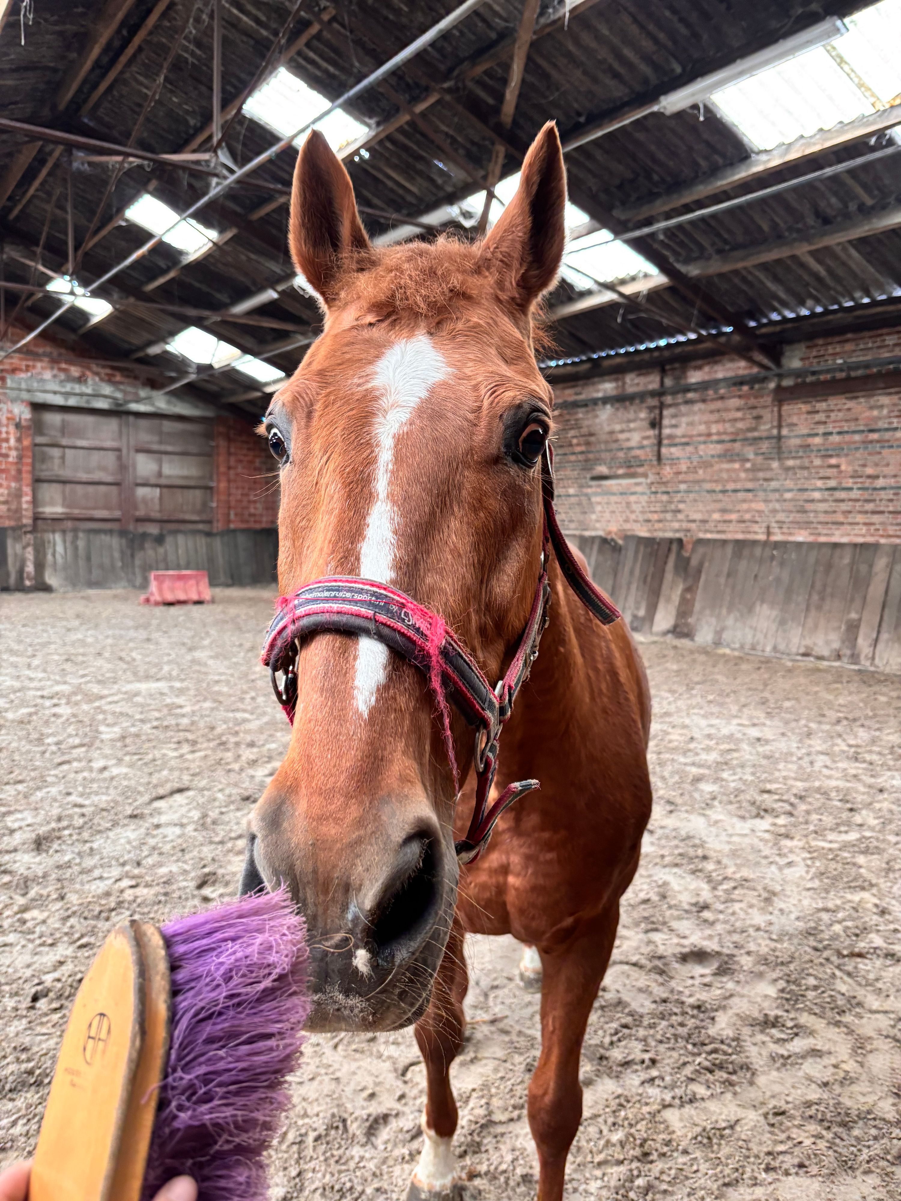 recreatie-paard merrie 21 anos vos à venda - Foto 4
