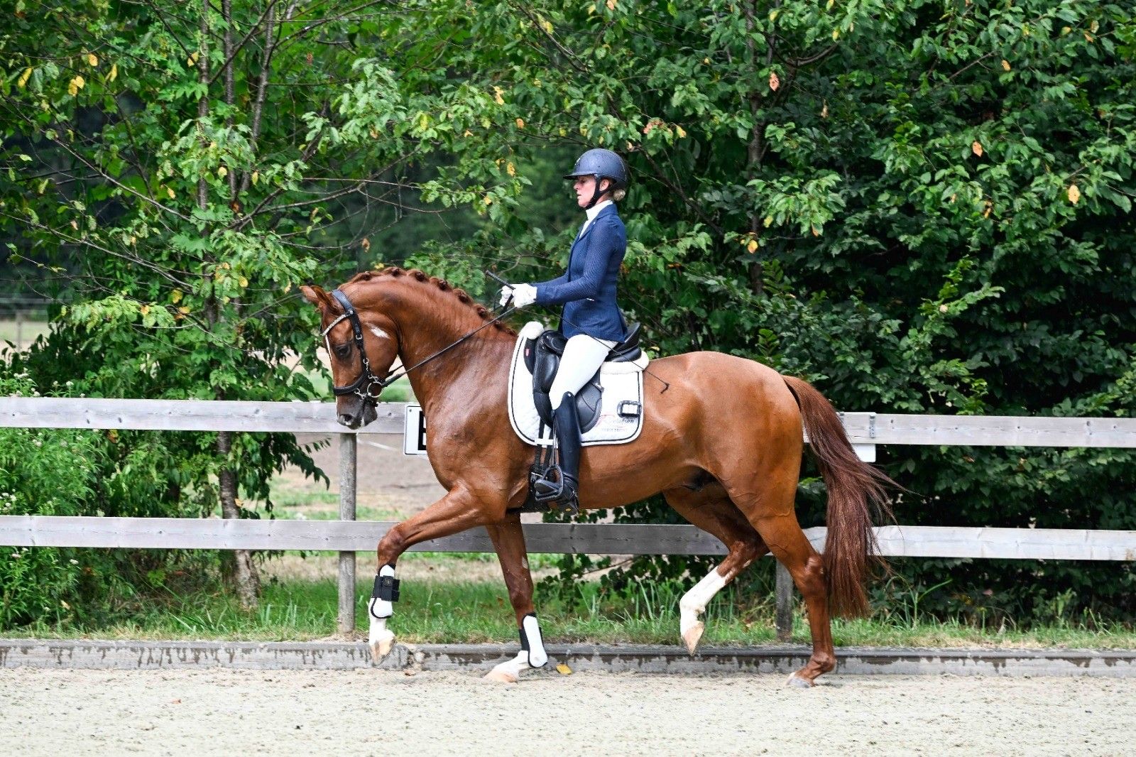 Talentfull 4-årig dressurhest
