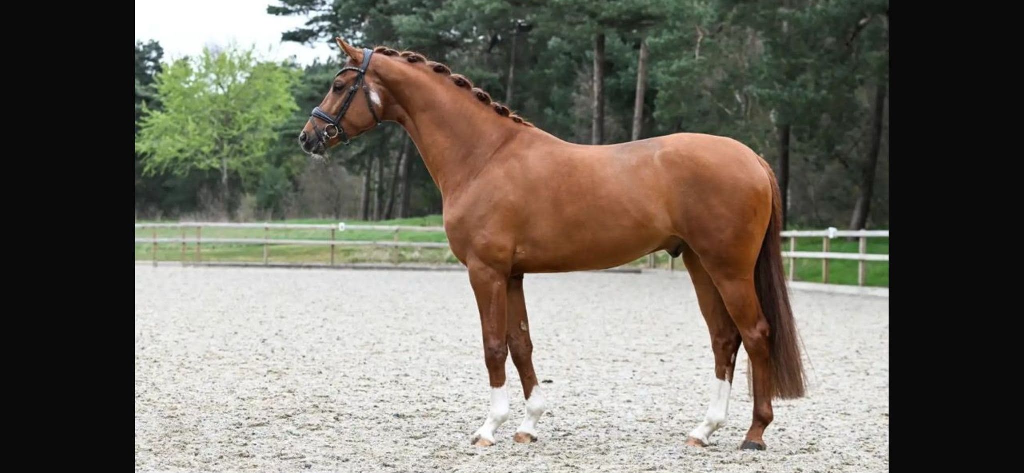 kwpn dressuurpaard ruin 4 år vos til salgs - Foto 2