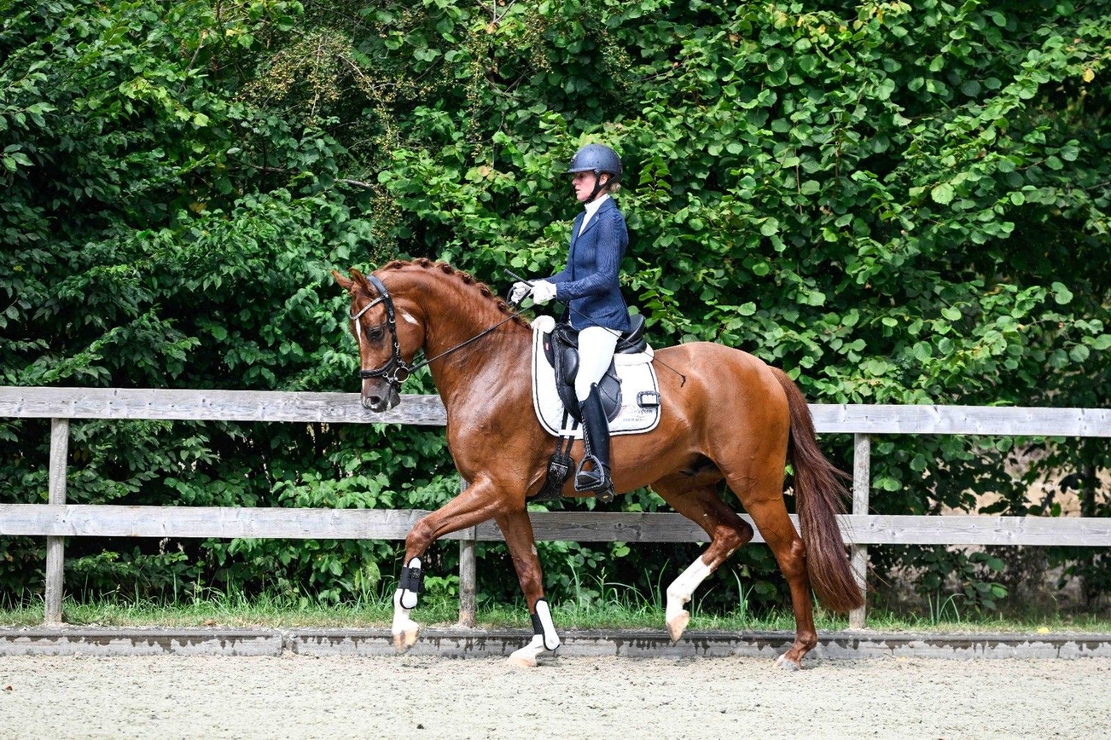kwpn dressuurpaard ruin 4 år vos til salgs - Foto 3