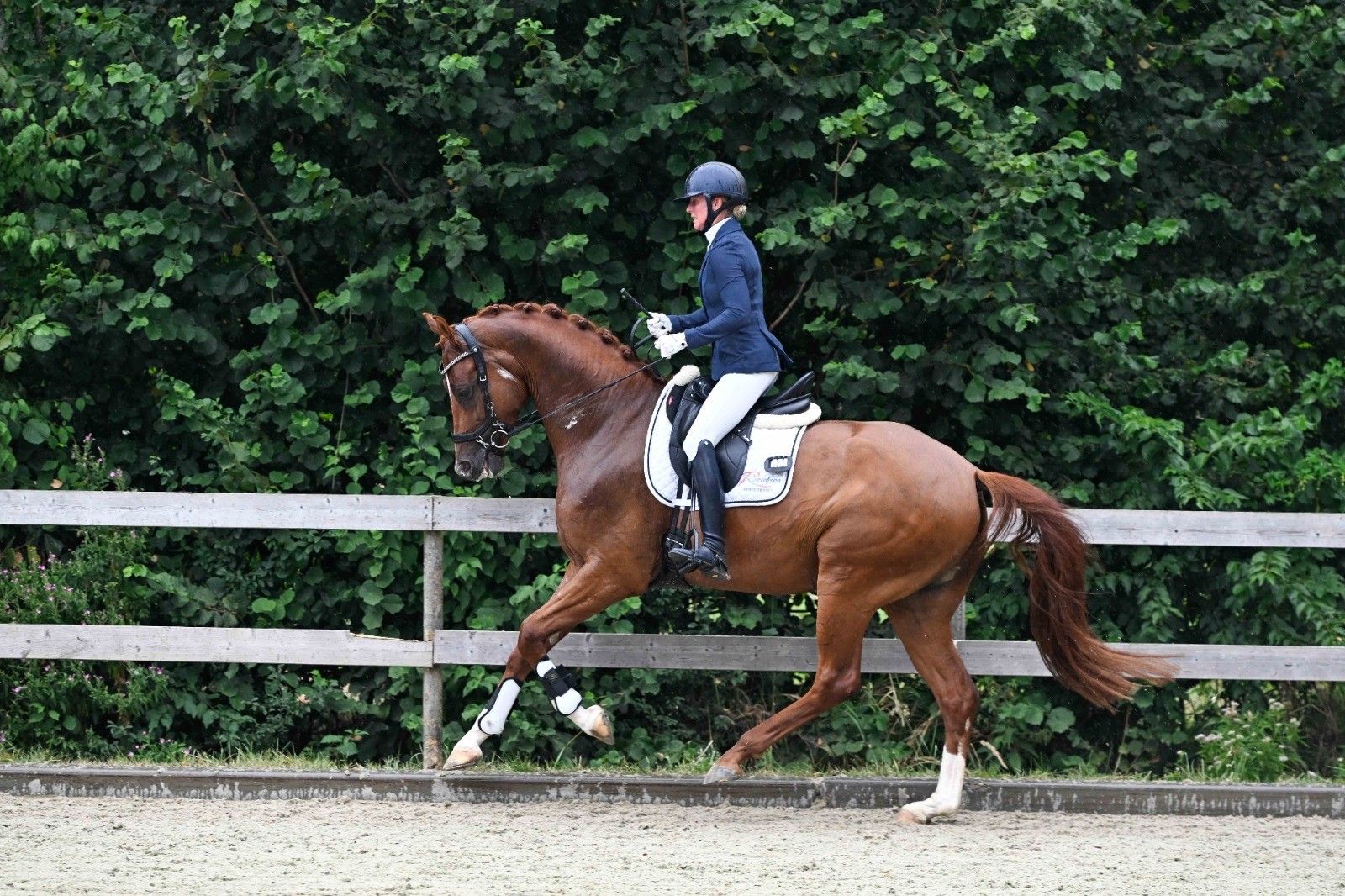 kwpn dressuurpaard ruin 4 år vos til salgs - Foto 4