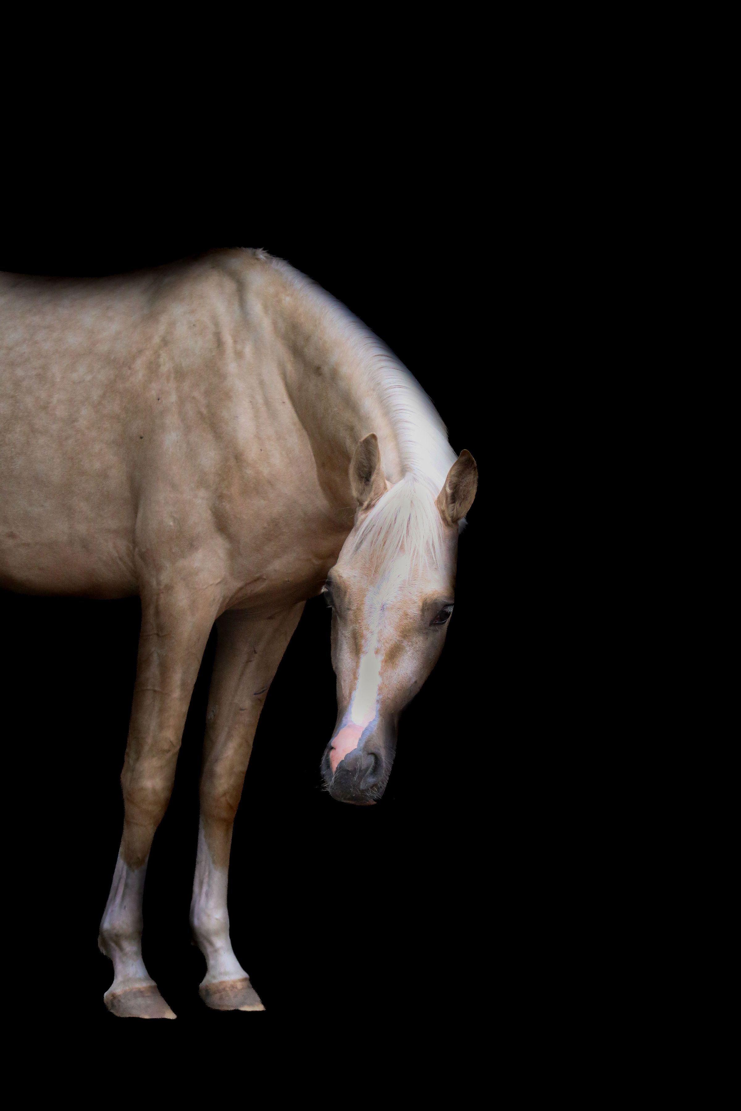 nrps dressuurpony ruin 3 vuotta palomino myytävänä - Kuva 2