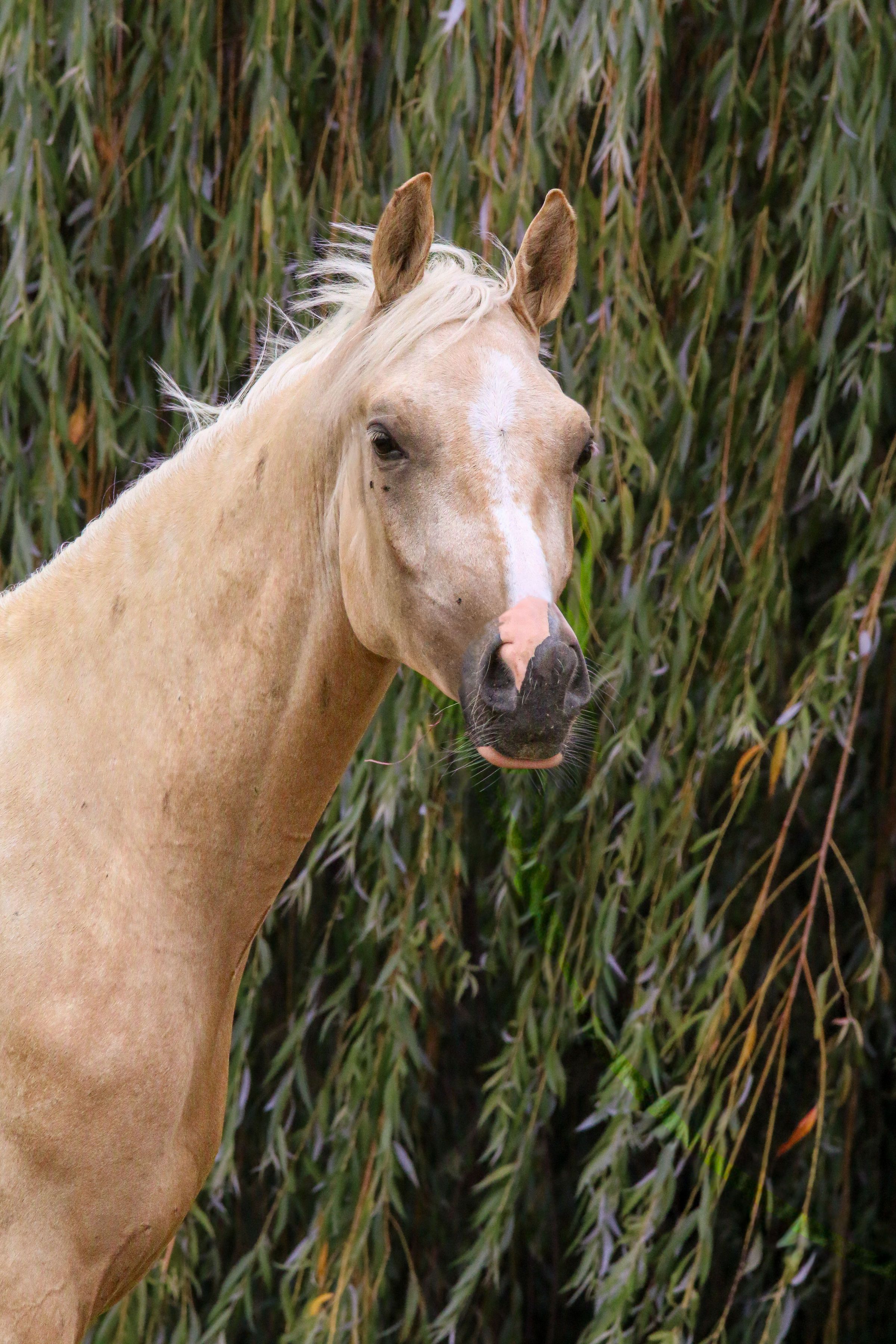 nrps dressuurpony ruin 3 vuotta palomino myytävänä - Kuva 3