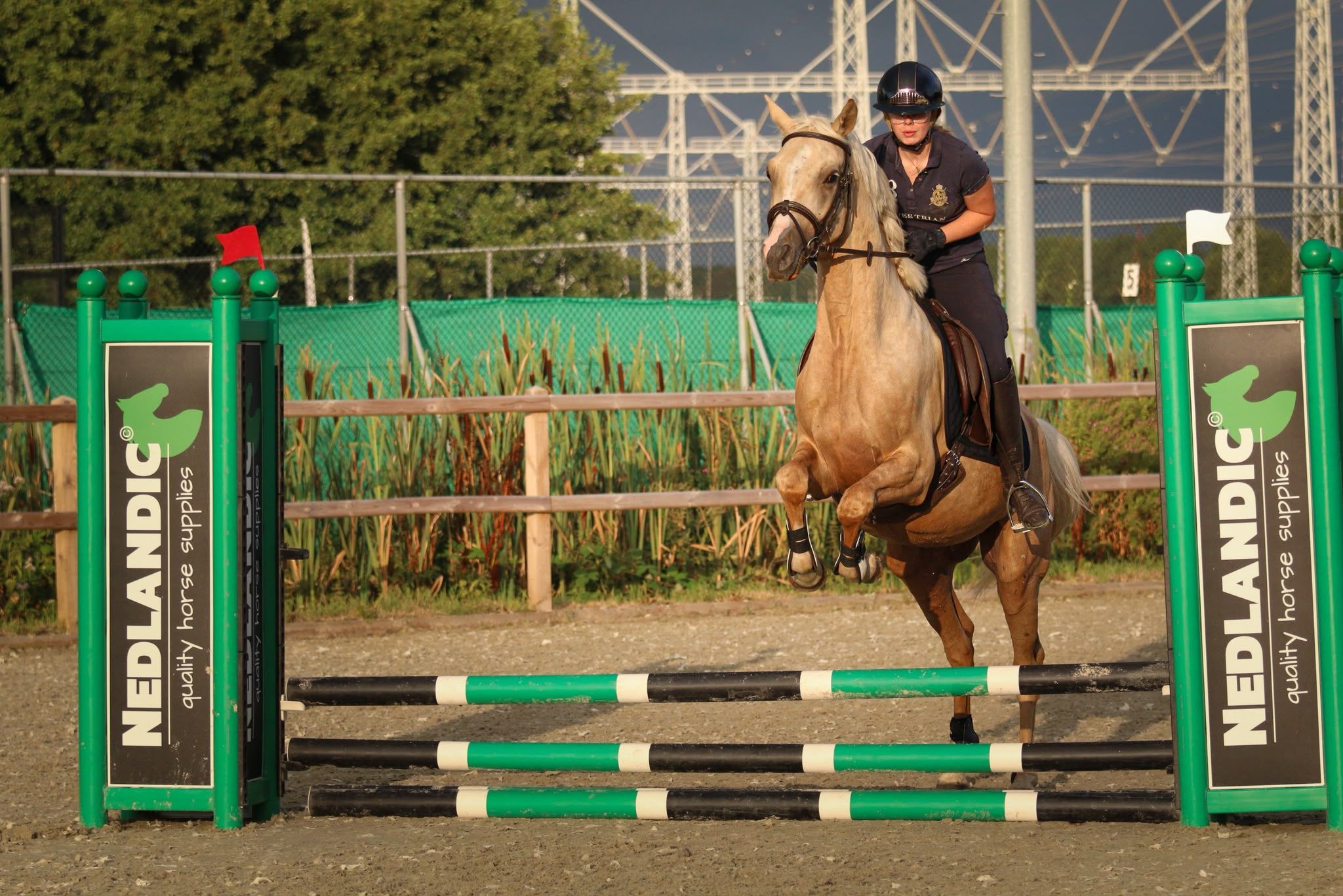 nrps dressuurpony ruin 3 vuotta palomino myytävänä - Kuva 4