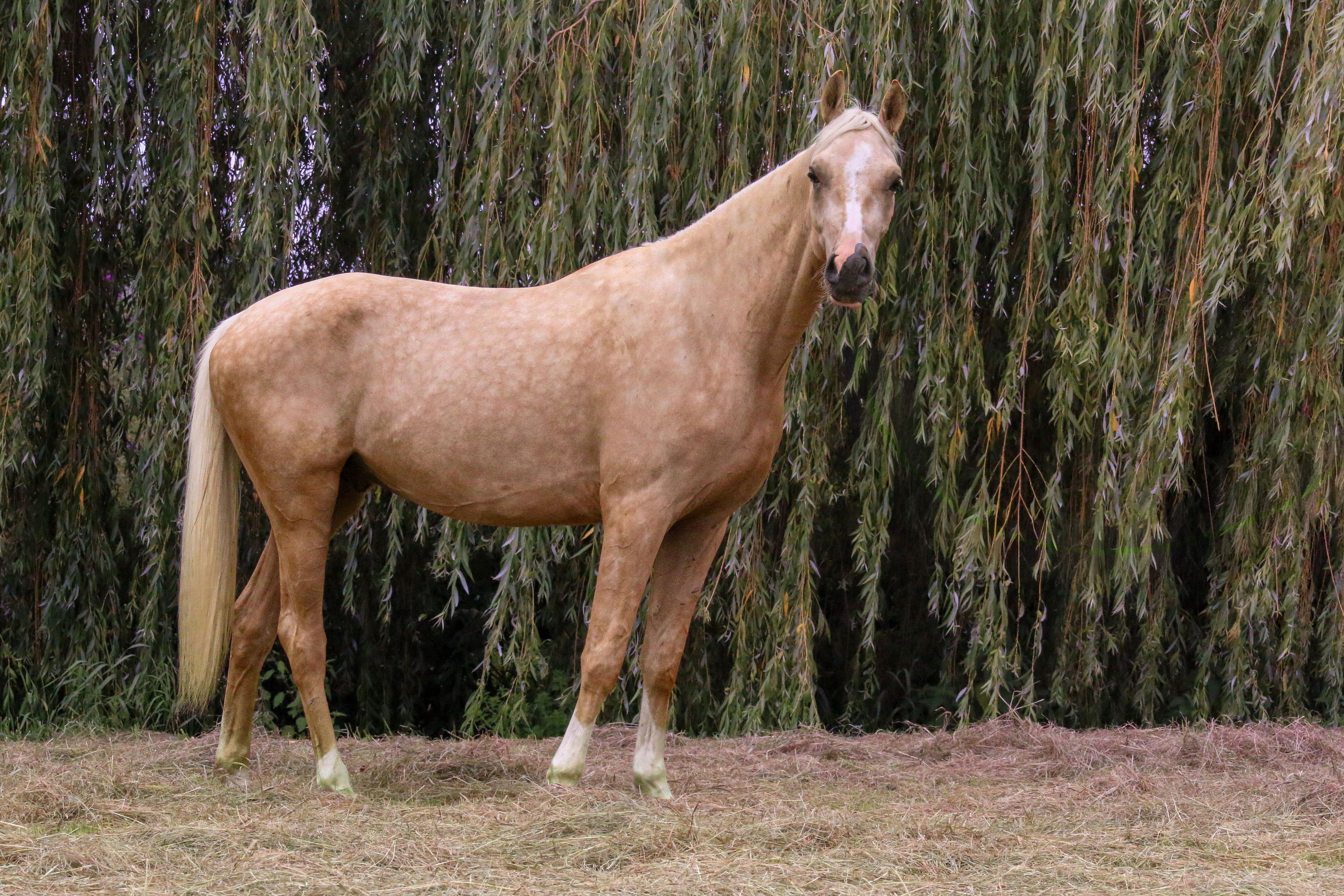 nrps dressuurpony ruin 3 vuotta palomino myytävänä - Kuva 6