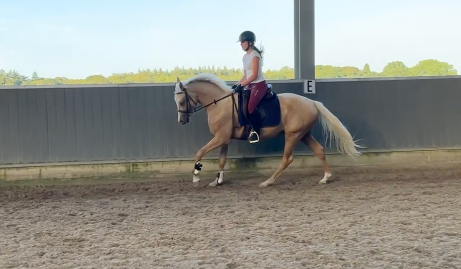 nrps dressuurpony ruin 3 vuotta palomino myytävänä - Kuva 5