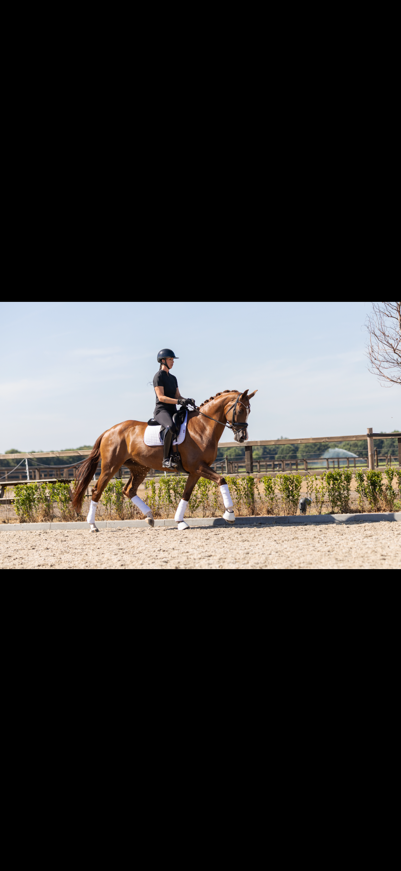 kwpn dressuurpaard merrie 5 Jahre alt vos zu verkaufen - Foto 4
