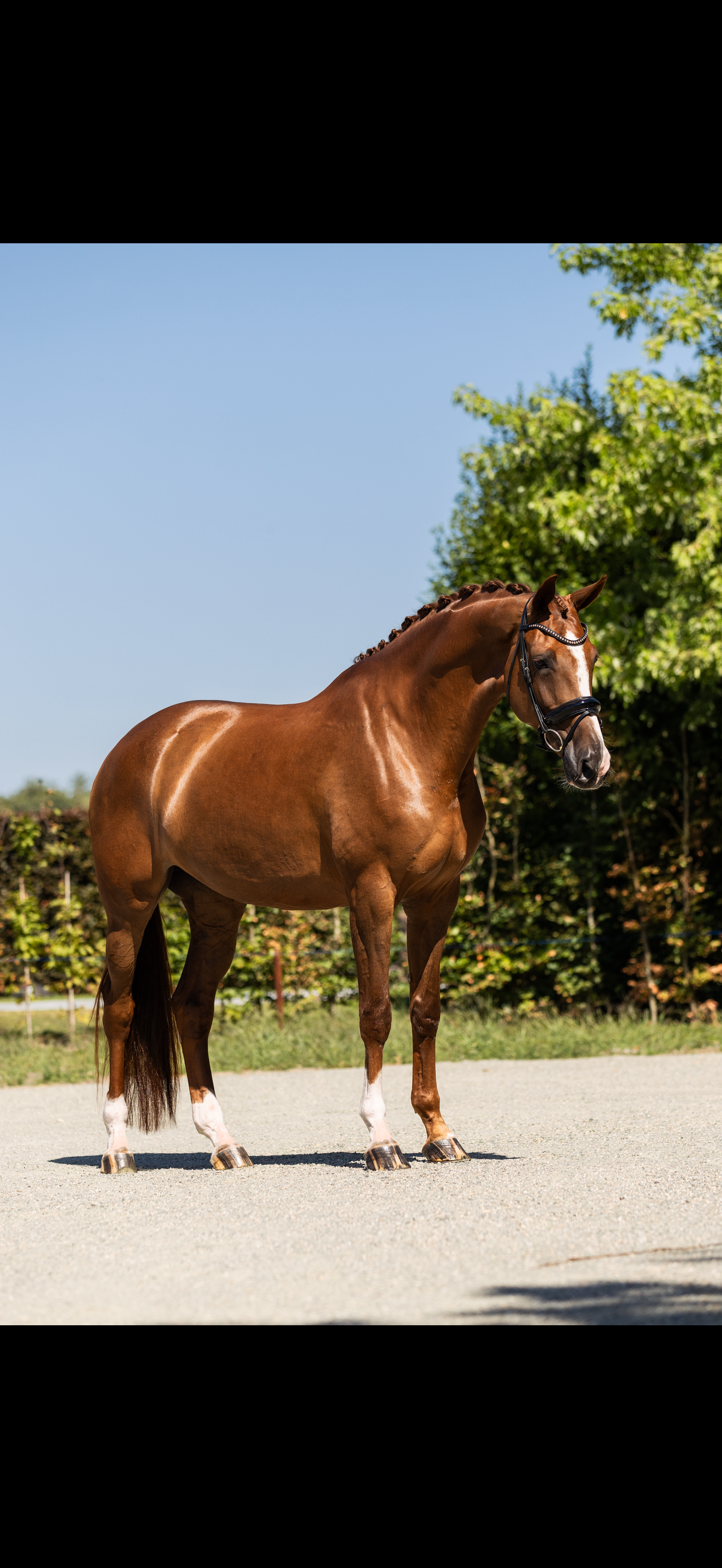kwpn dressuurpaard merrie 5 Jahre alt vos zu verkaufen - Foto 2