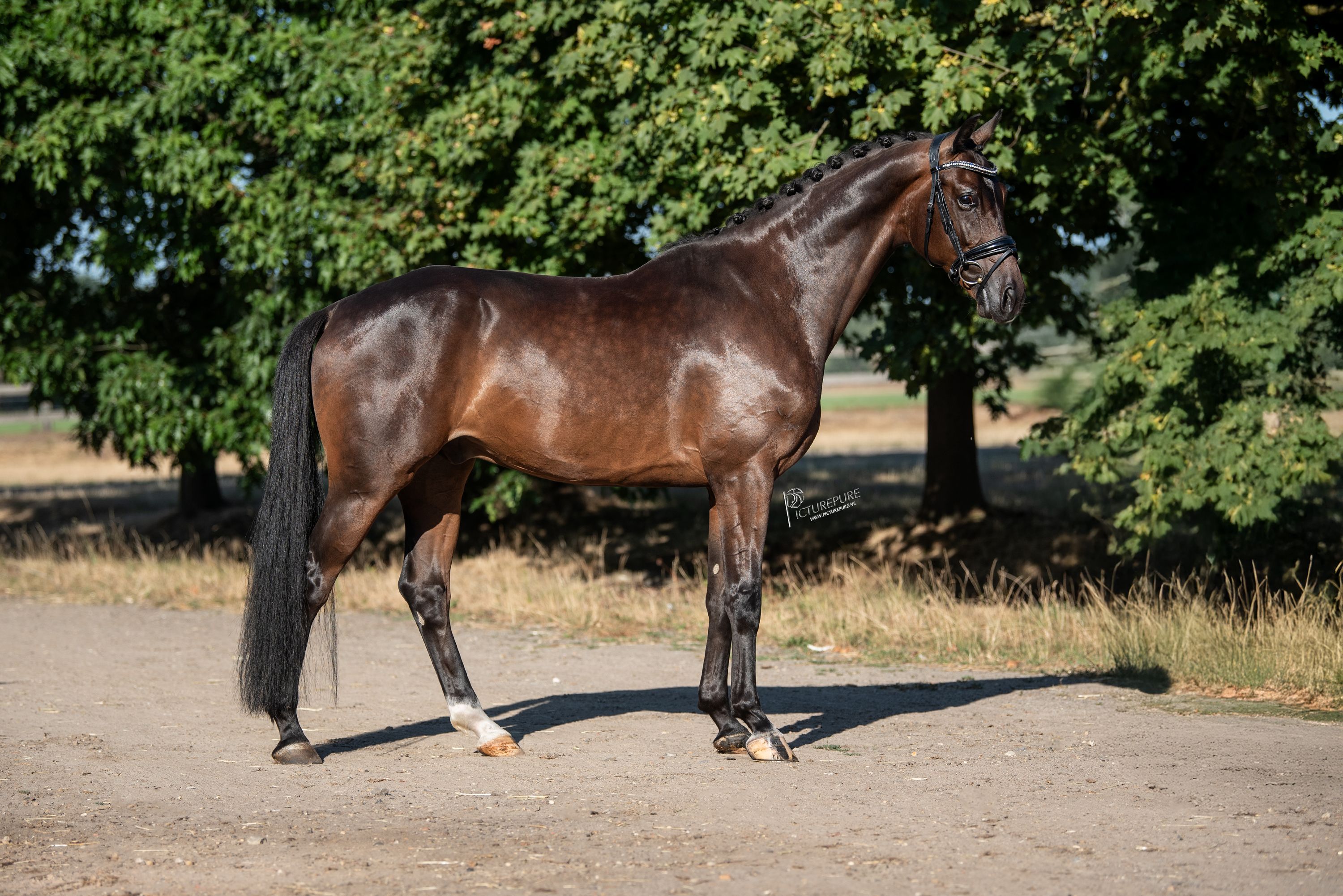 kwpn dressuurpaard ruin 5 Jahre alt bruin zu verkaufen - Foto 3