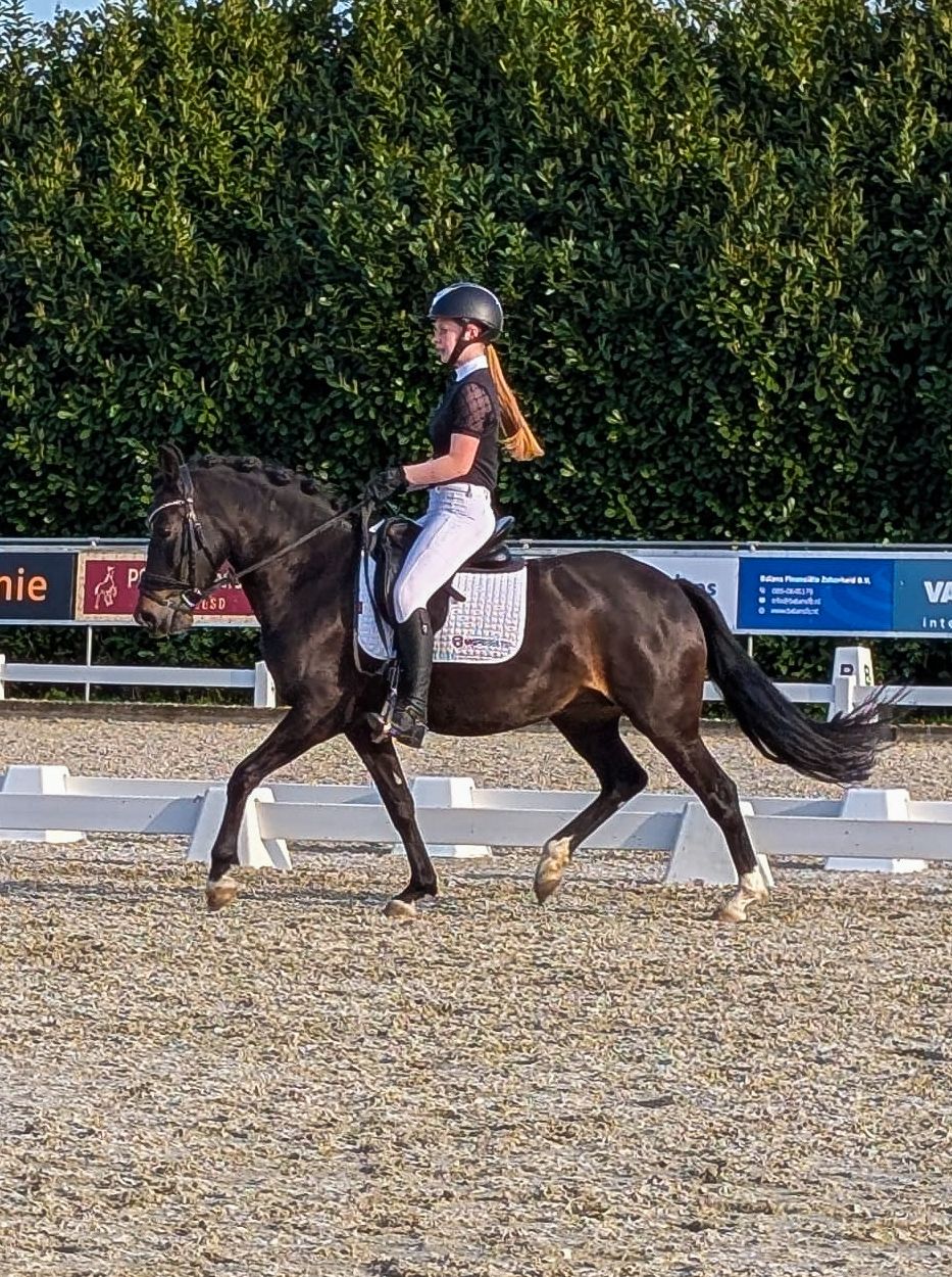 new-forest dressuurpony merrie 10 vuotta donkerbruin myytävänä - Kuva 4