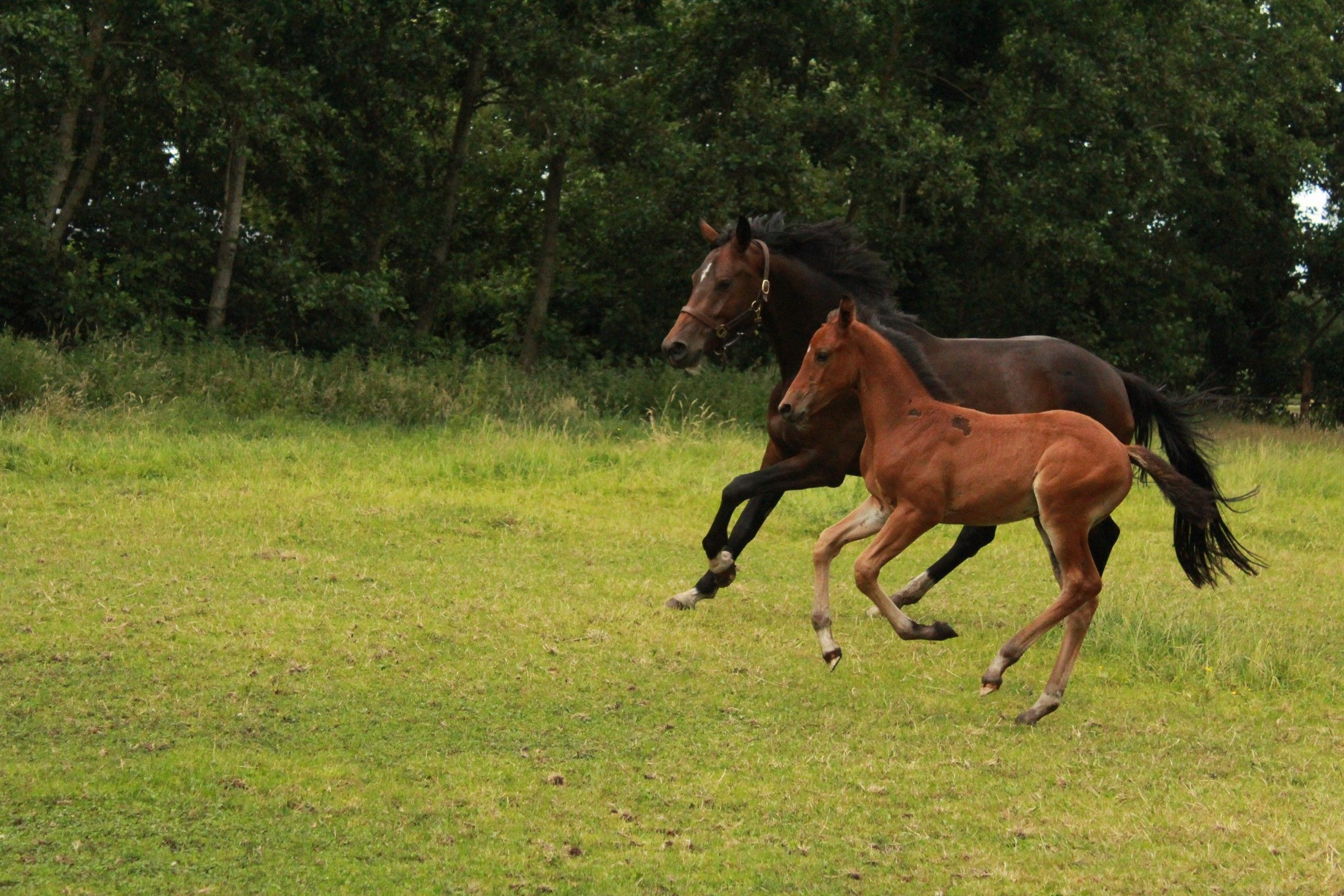 kwpn dressuurpaard merrie 0 Jahre alt bruin zu verkaufen - Foto 3