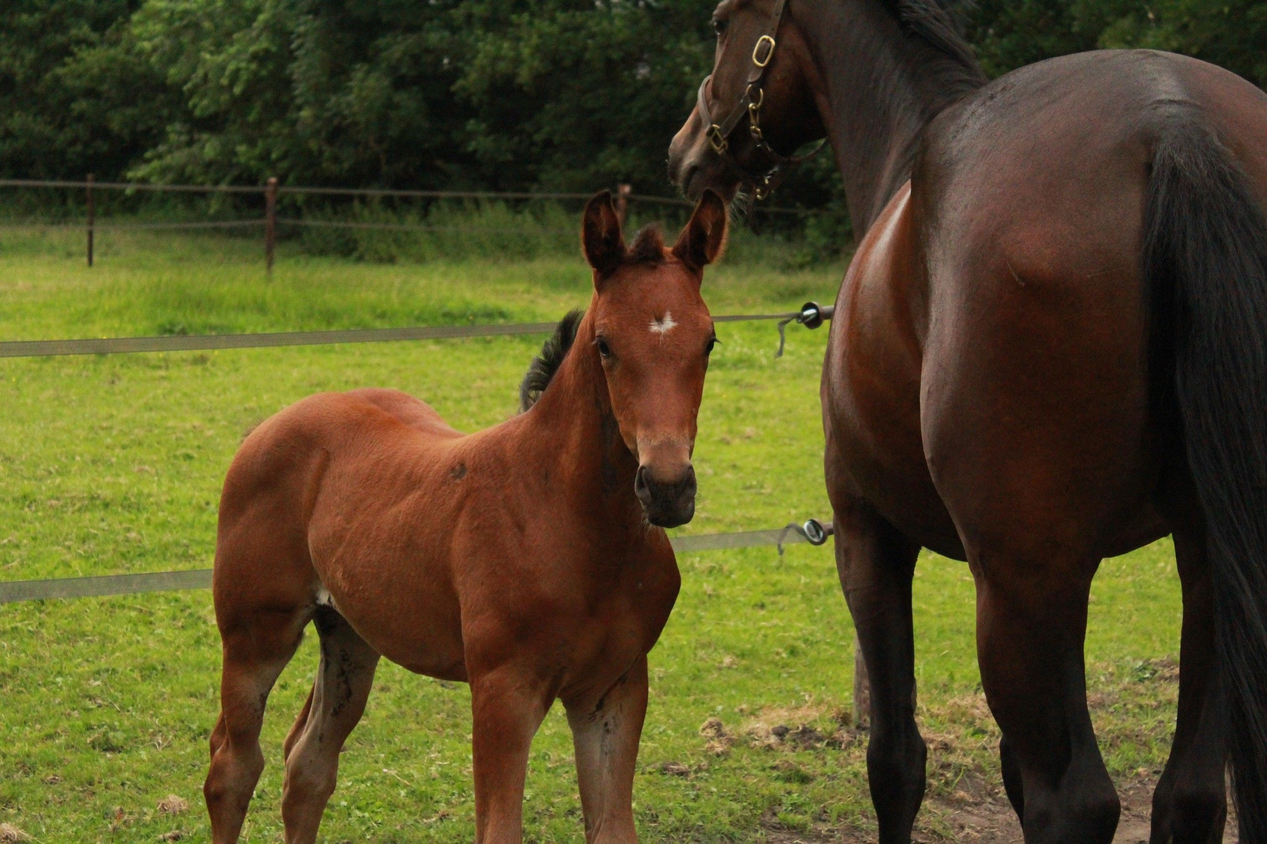 kwpn dressuurpaard merrie 0 Jahre alt bruin zu verkaufen - Foto 6