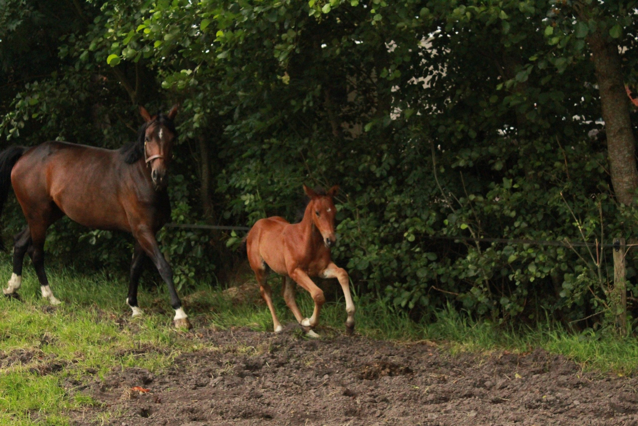 kwpn dressuurpaard merrie 0 Jahre alt bruin zu verkaufen - Foto 5
