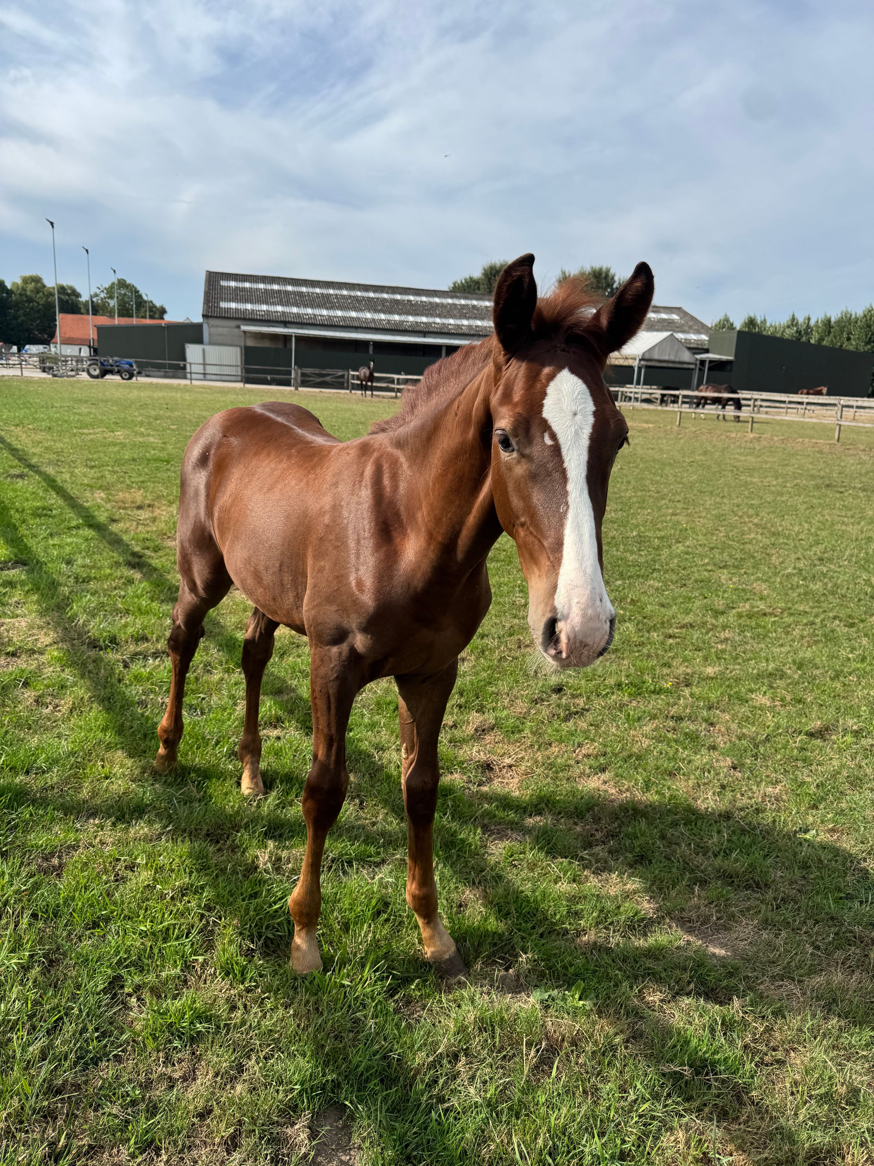 Hingstfö foal Ermitage Kalone x Elvis Ter Putte